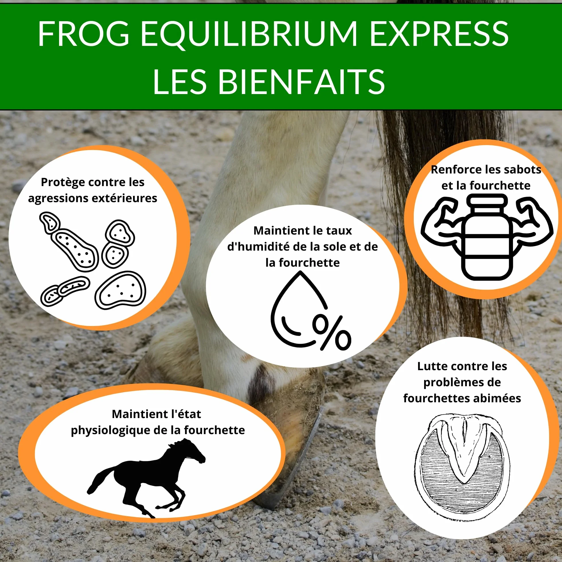 Frog Equilibrium Express - Soin Naturel réparateur et Protecteur des fourchettes pour Cheval - Retour Rapide à l'état physiologique (125 ML)