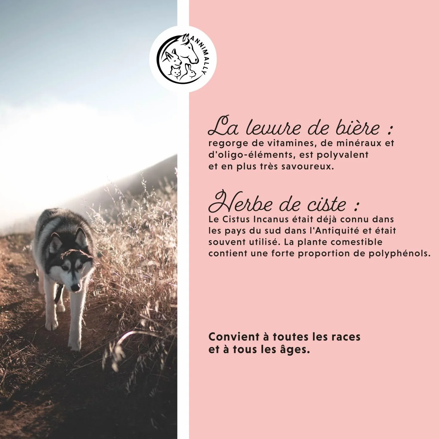 Annimally Adieu Tiques Poudre Chiens 400g Huile Cumin Noir Ciste Levure Bière Algues Marines Alternative Comprimés
