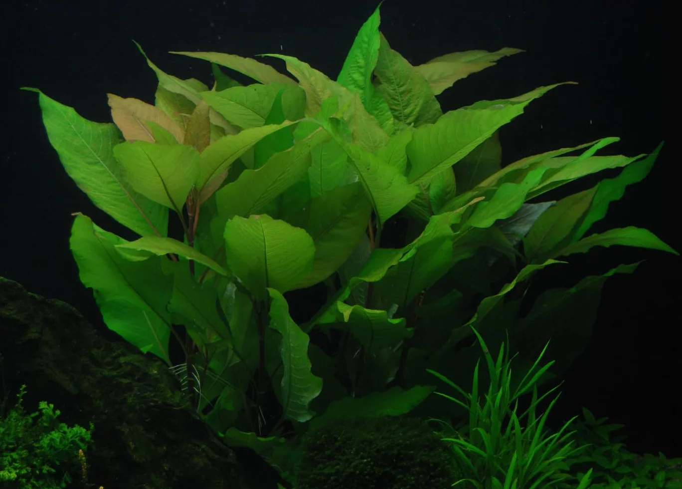 Hygrophila corymbosa plante aquarium vert