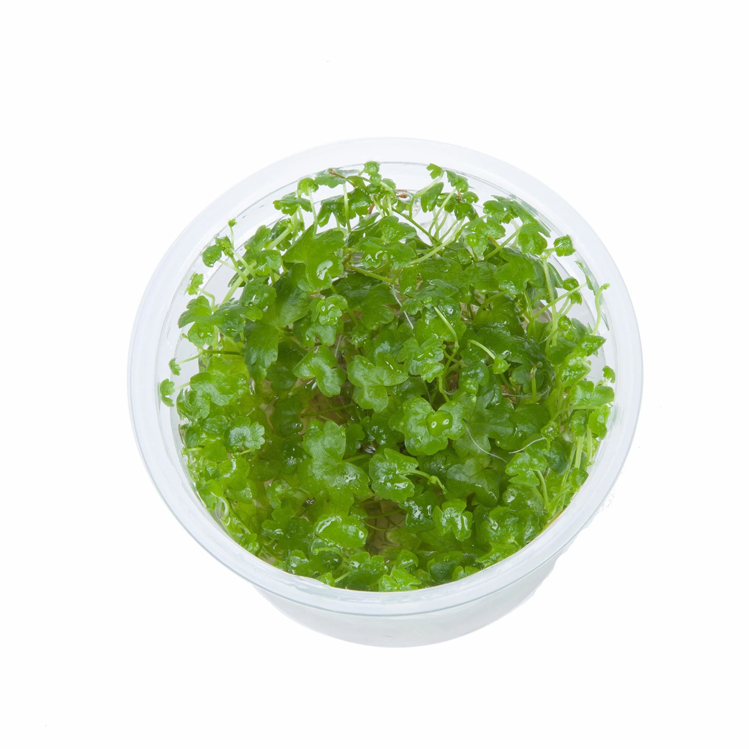 Hydrocotyle tripartita in vitro