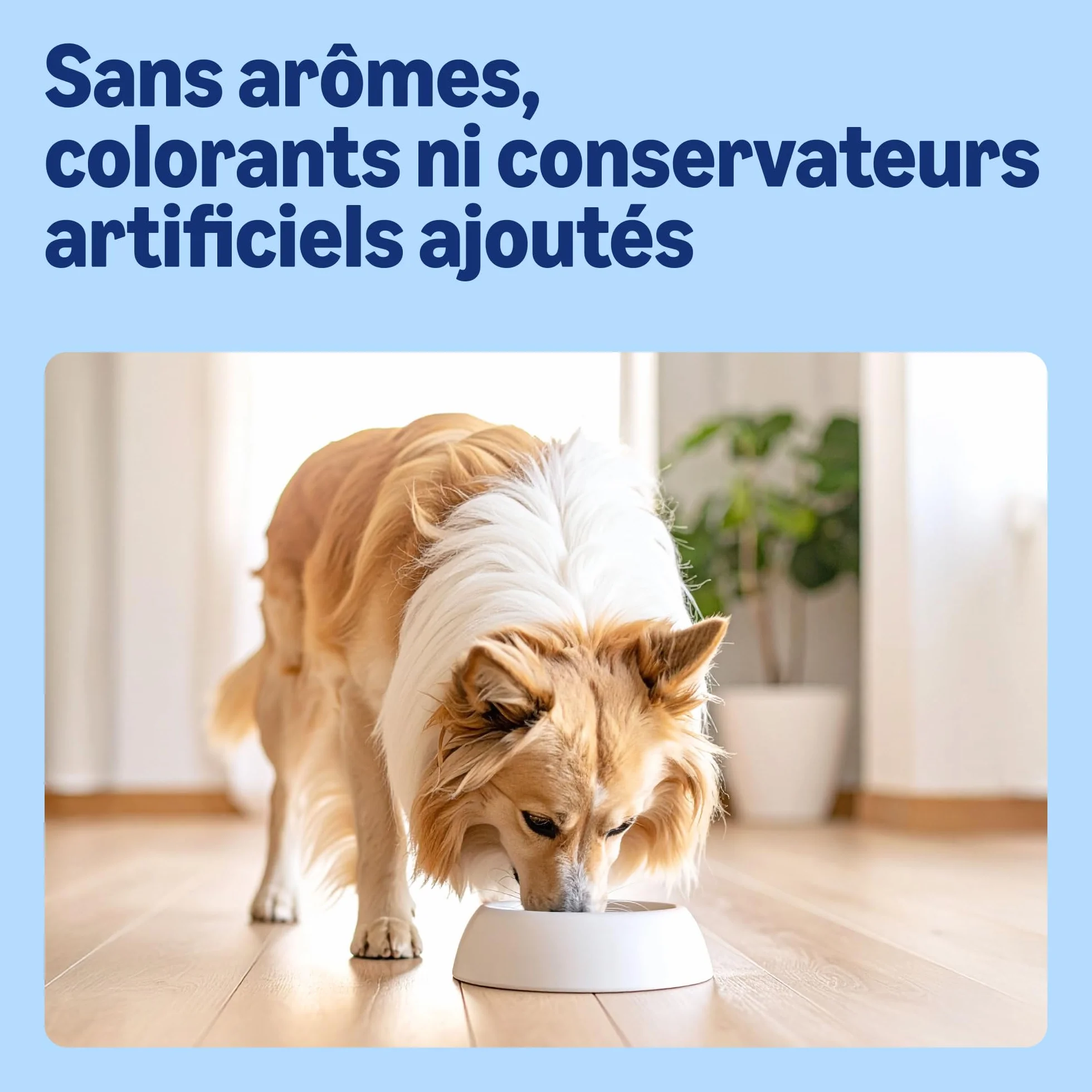 Amazon Croquettes complètes Chien adulte Boeuf Petits Pois 5kg