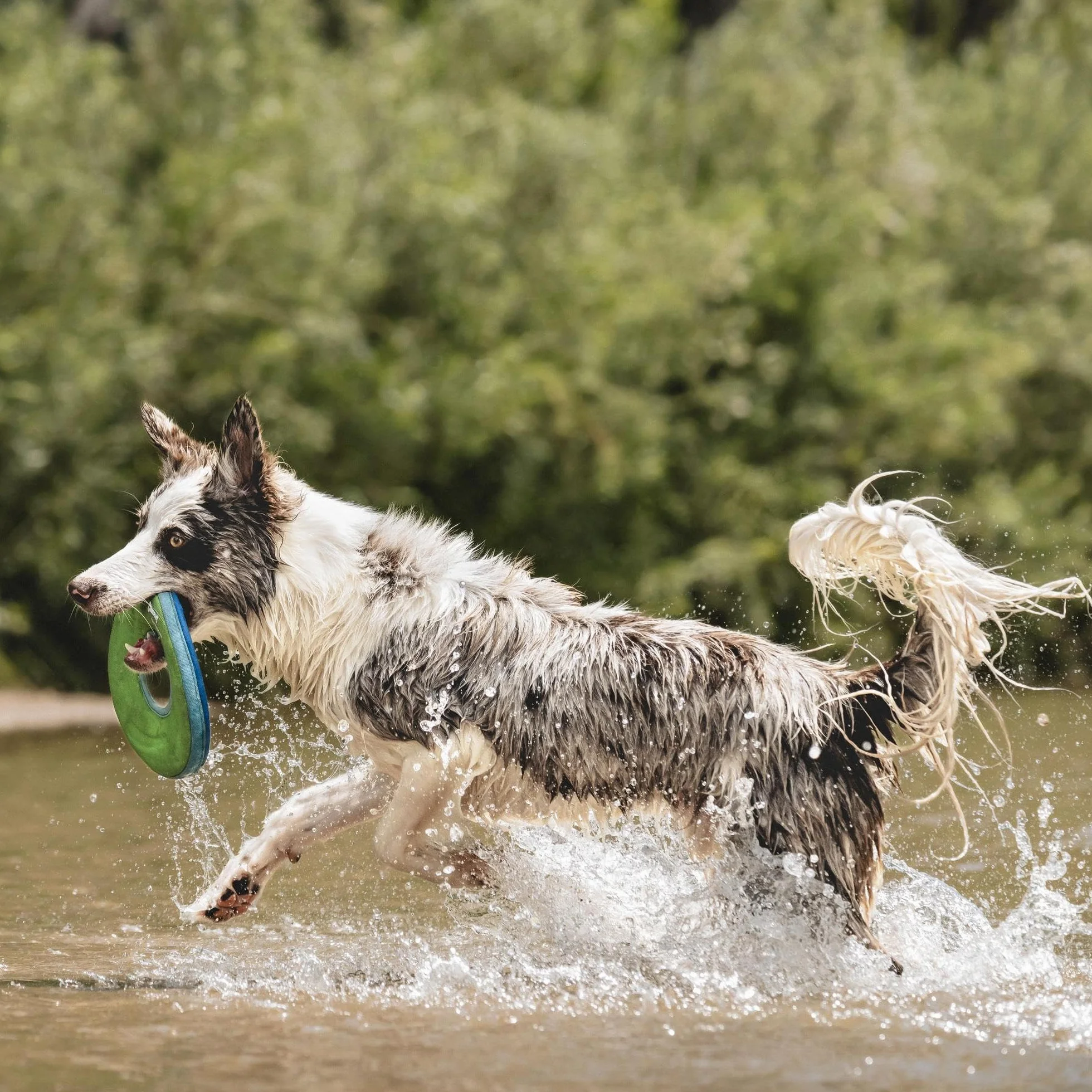 Chuckit Zipflight Frisbee Flottant Jouet Chien Taille M