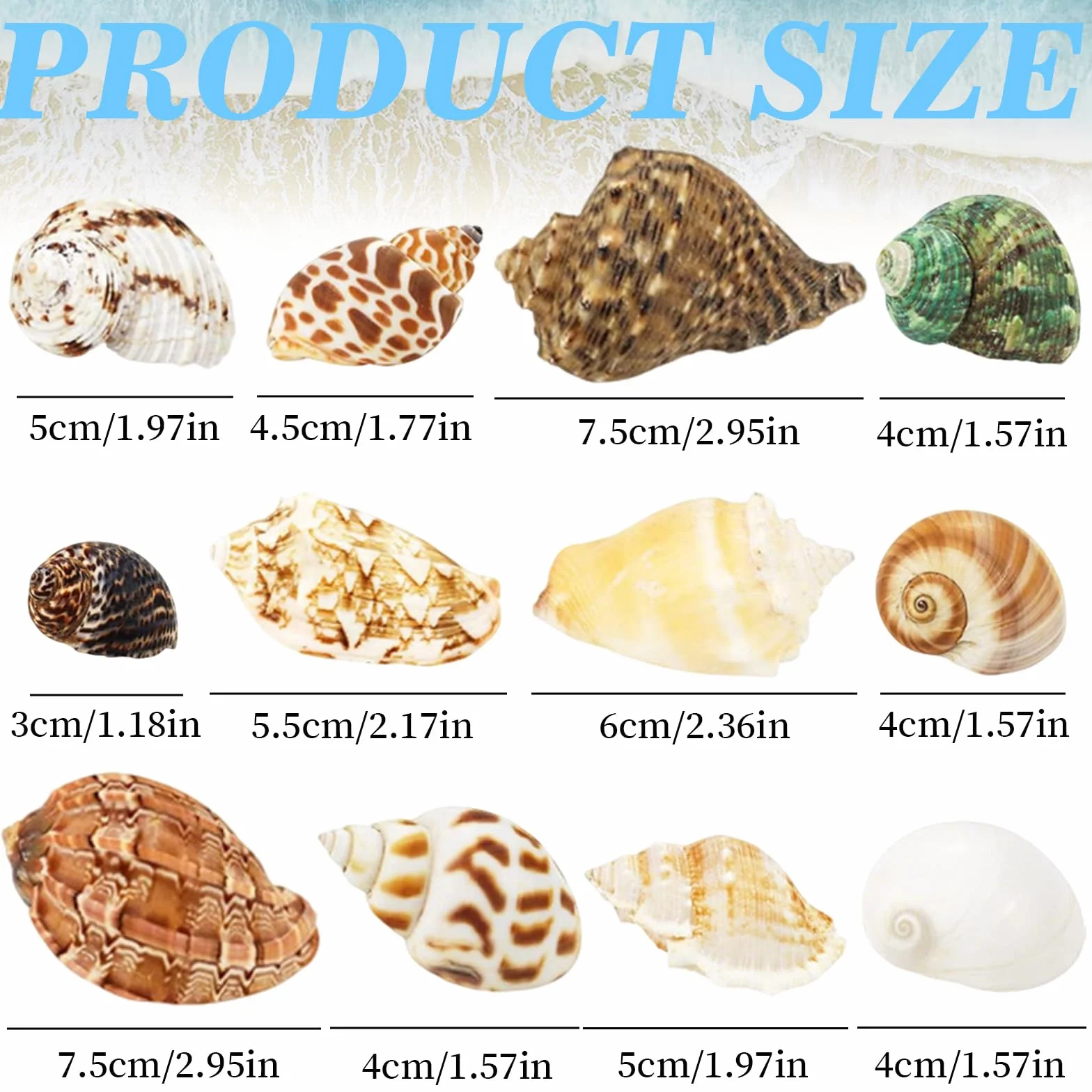 Coquillages Mixtes Marins 3-9 CM Decoration Aquarium Coquille Saint Jacques Vide Pas Perfore DIY Lampe Paillettes