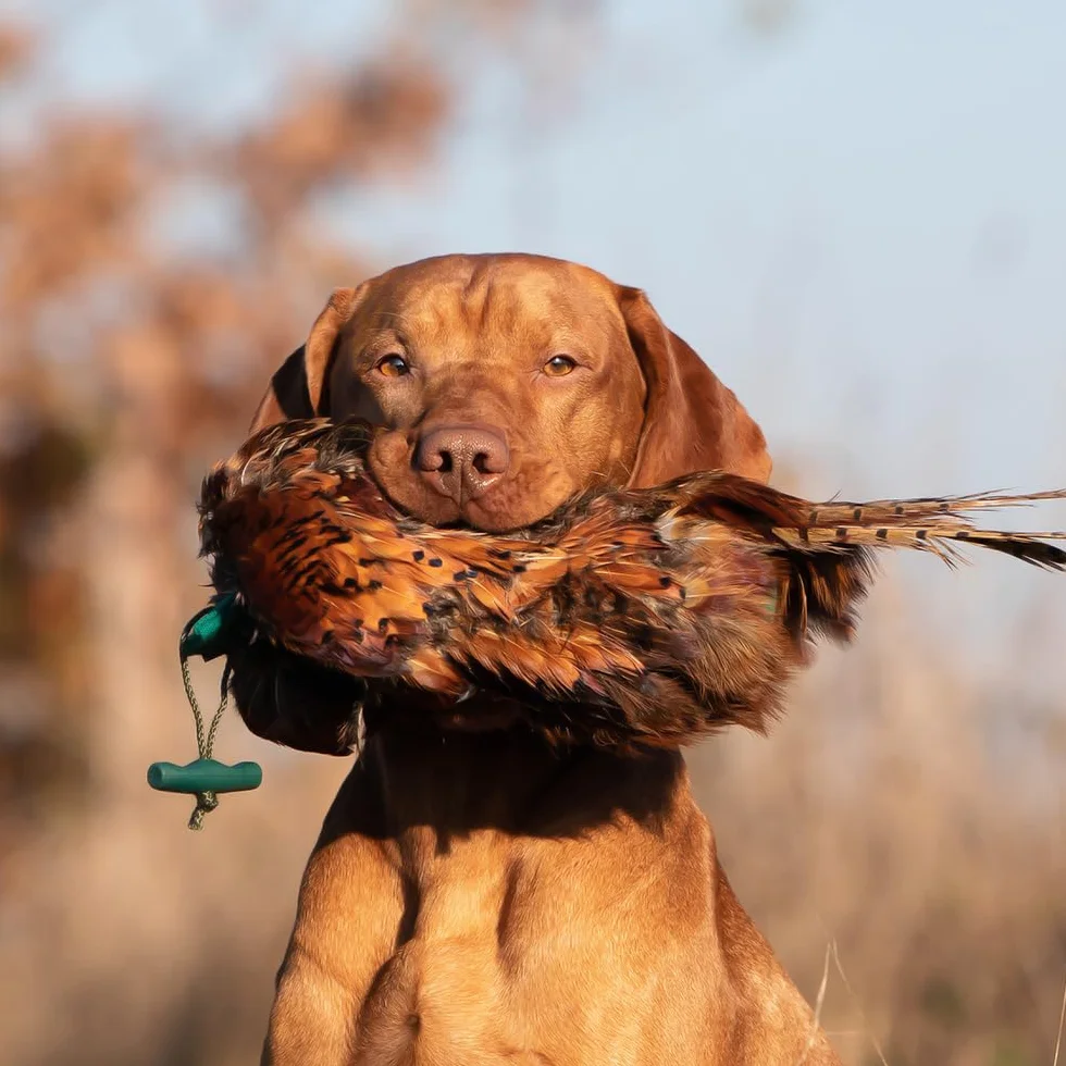 Romneys Fasanendummy 500 g avec véritable robe en plumes flottant pour formation chiens de chasse