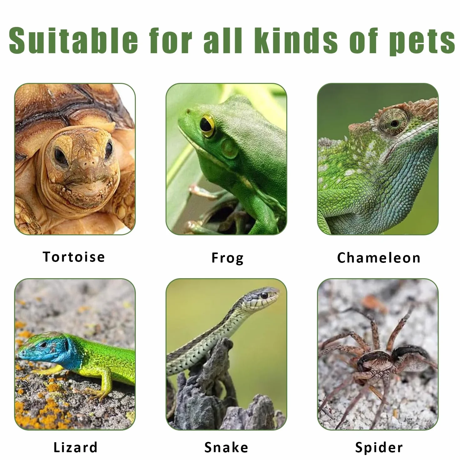Bol Alimentaire Reptiles, Assiette de Nourriture Tortue, 2 Pièces Bol Eau Nourriture pour Maison Tortue