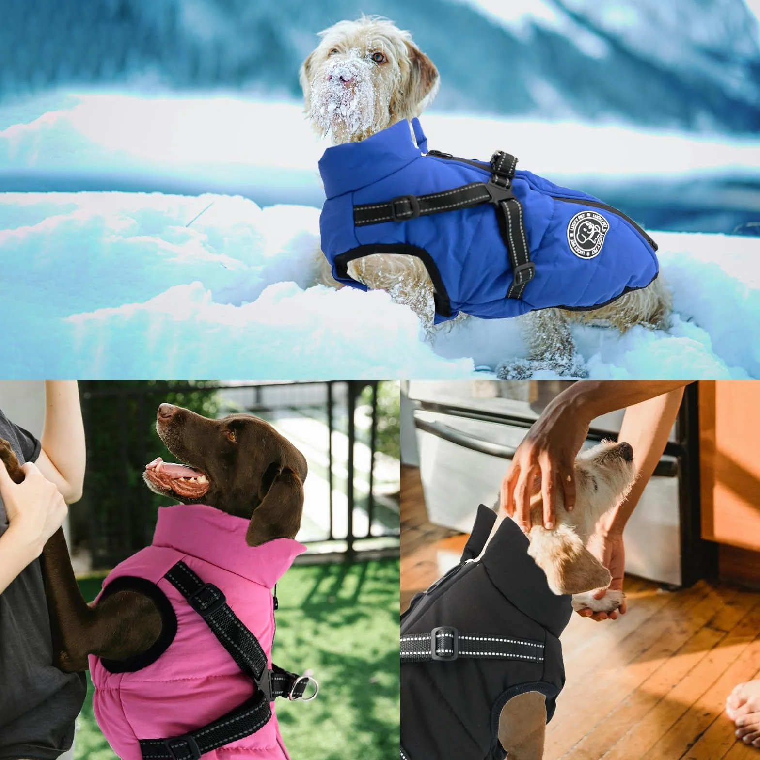 Manteau Chien imperméable Hiver avec Harnais
