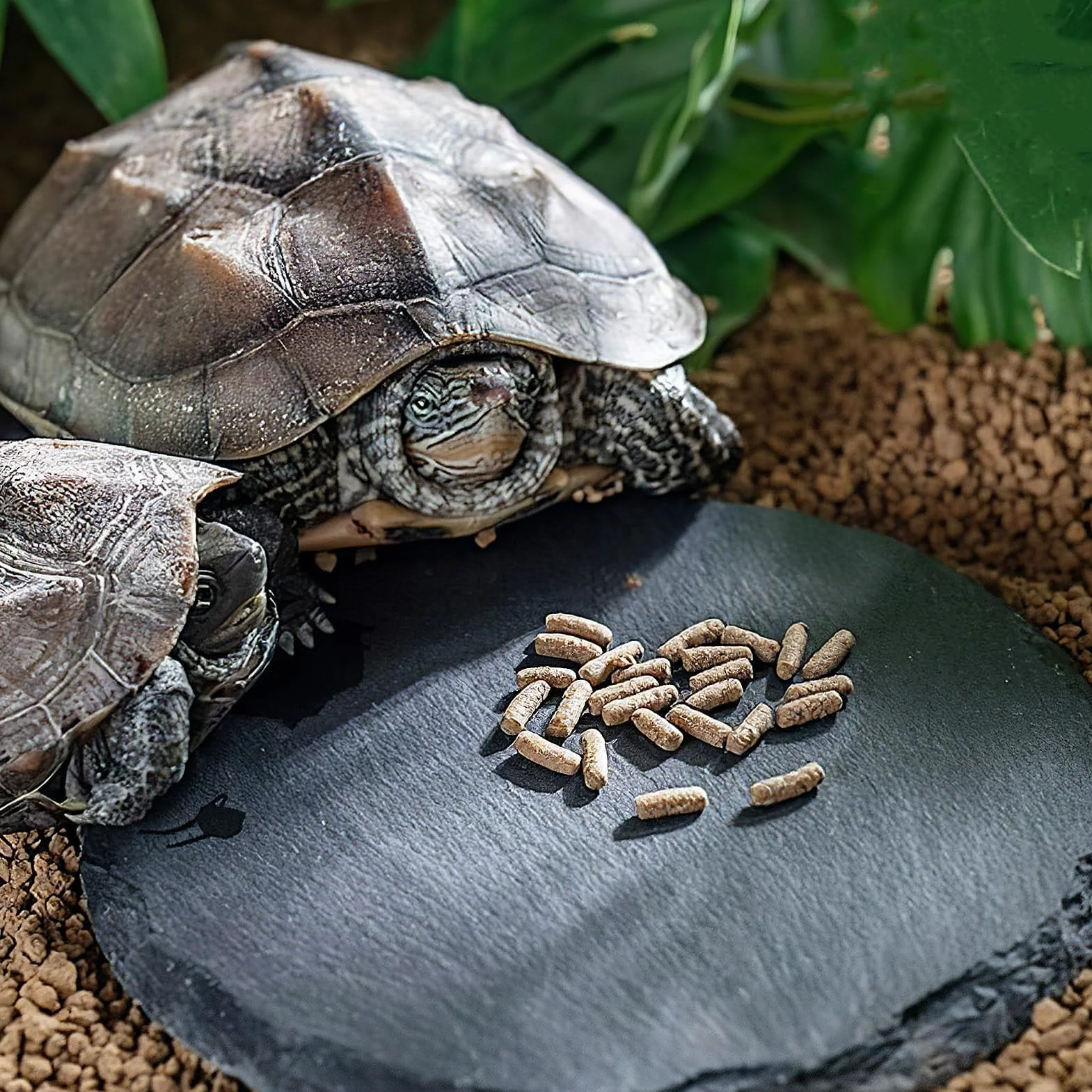 Lot de 3 plates-formes en ardoise pour reptiles et tortues - Plateforme de bain pour tortue - Accessoires de décoration (noir)