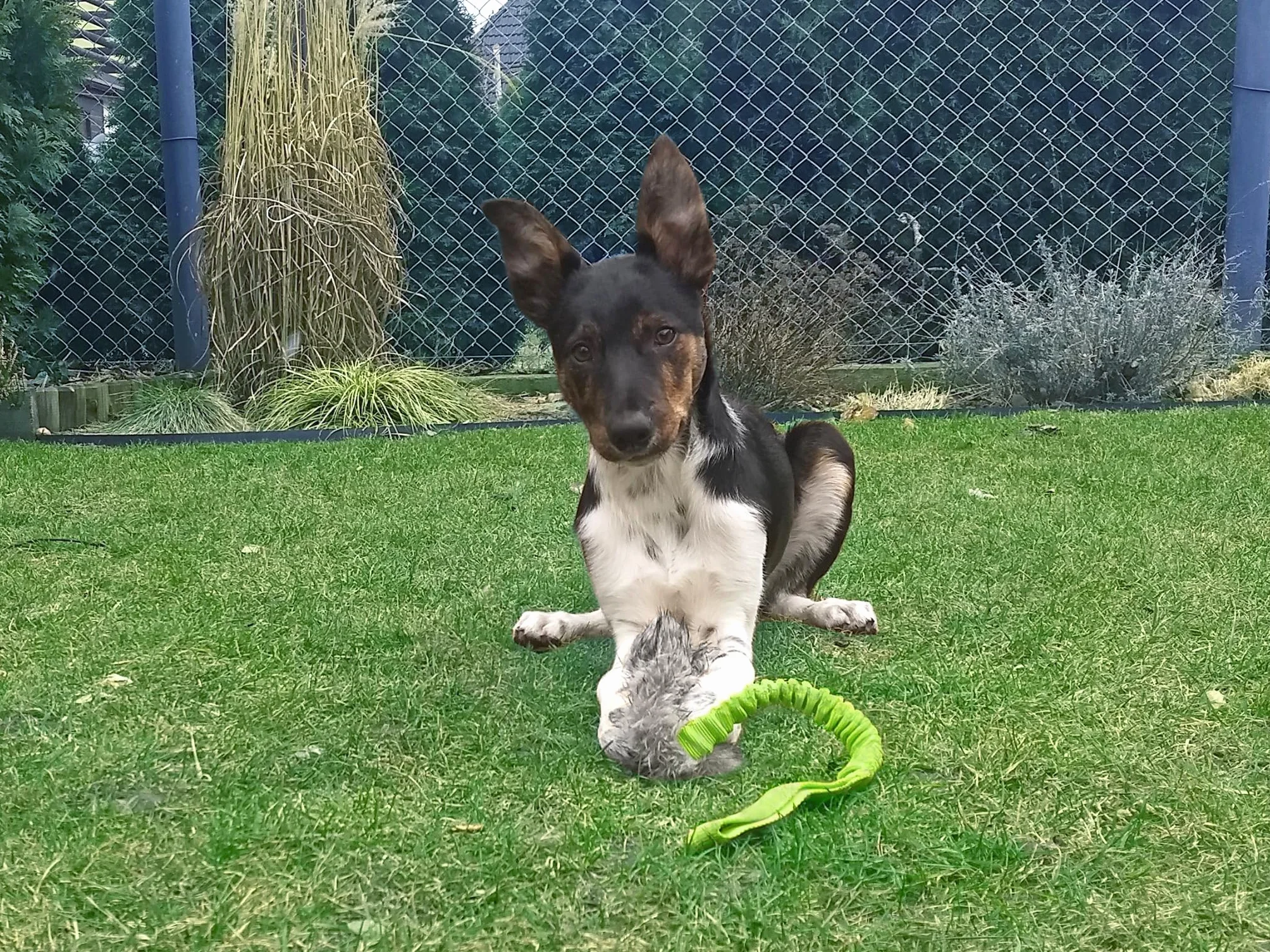 Dingo Jouet pour Chien en Fourrure Artificielle - Leurre Couineur 55 cm avec Poignée Élastique pour l’Agilité, l’Entraînement, la Chasse et Le Jeu – Vert (15584-2)