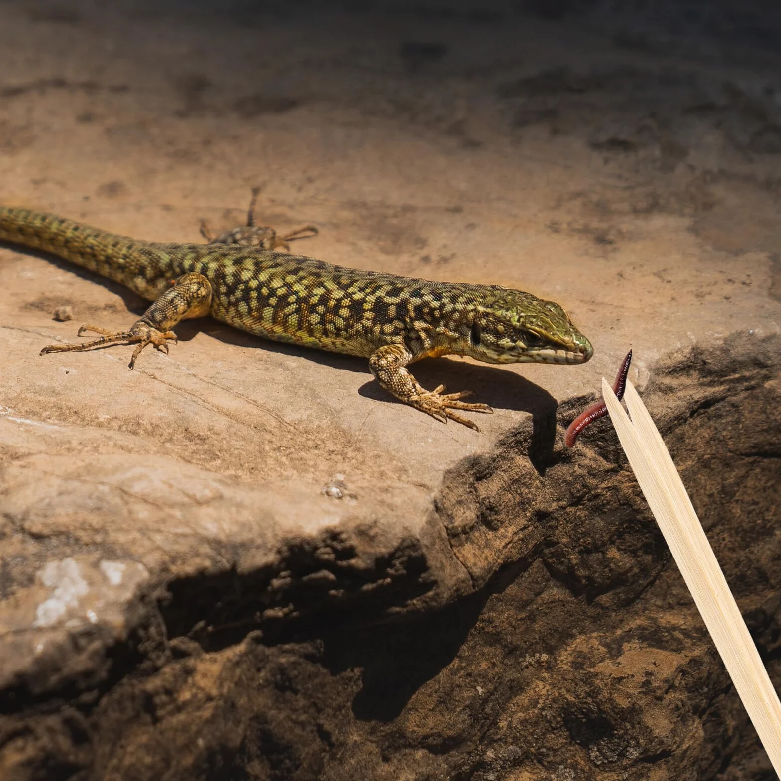 Pince Bambou pour Nourrir Reptiles - Outil Alimentation Sécurisée pour Lézards Serpents Tortues