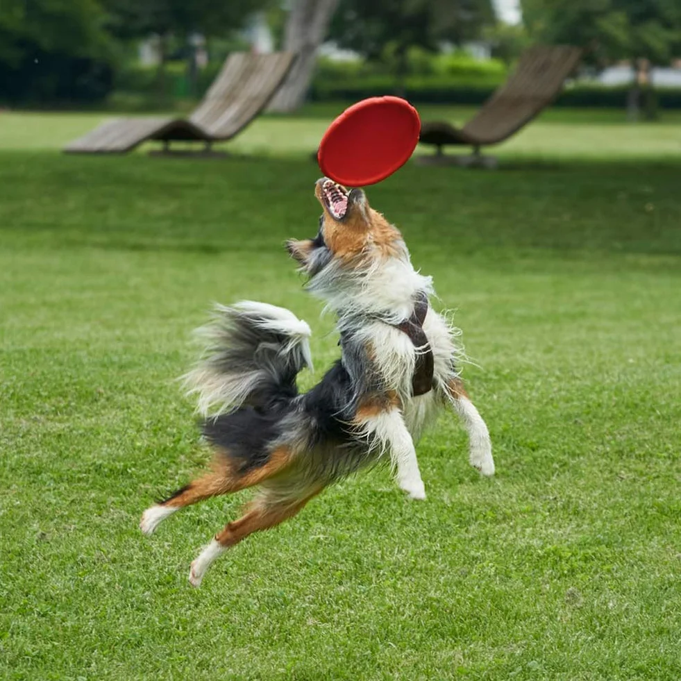 Lot de 2 Disques Volants pour Chien en Caoutchouc Naturel 18 cm Terre et Eau Vert Rouge