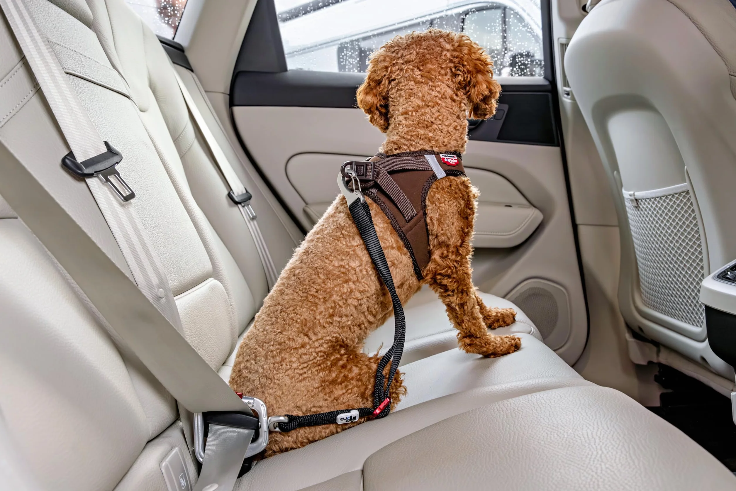 Car Safety Belt V2 L