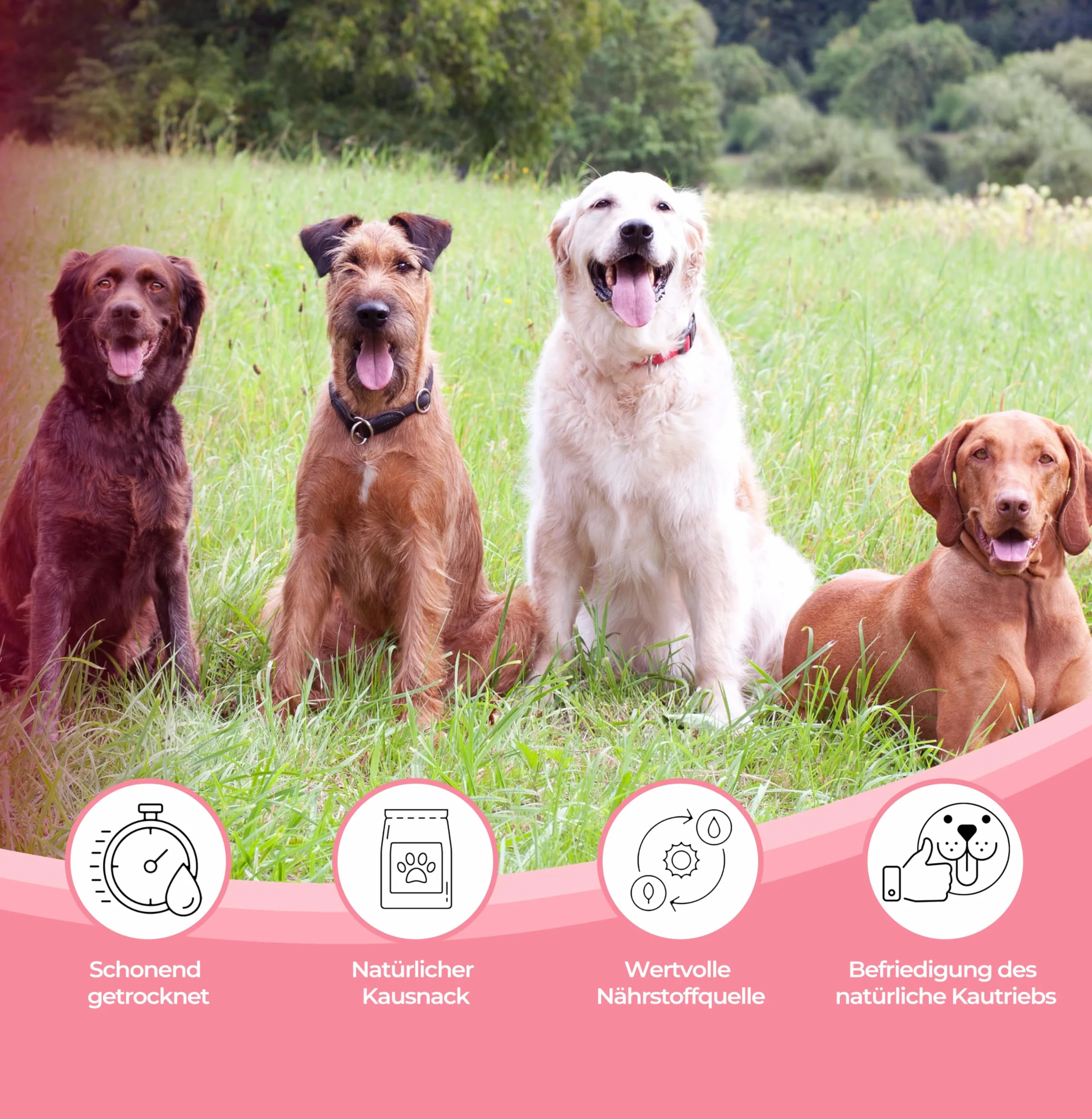 Oreilles de porc séchées naturelles pour chiens – 100 % pur plaisir de mastication, séchage à l'air libre, sans additifs – Friandise idéale pour le nettoyage des dents (100 pièces)