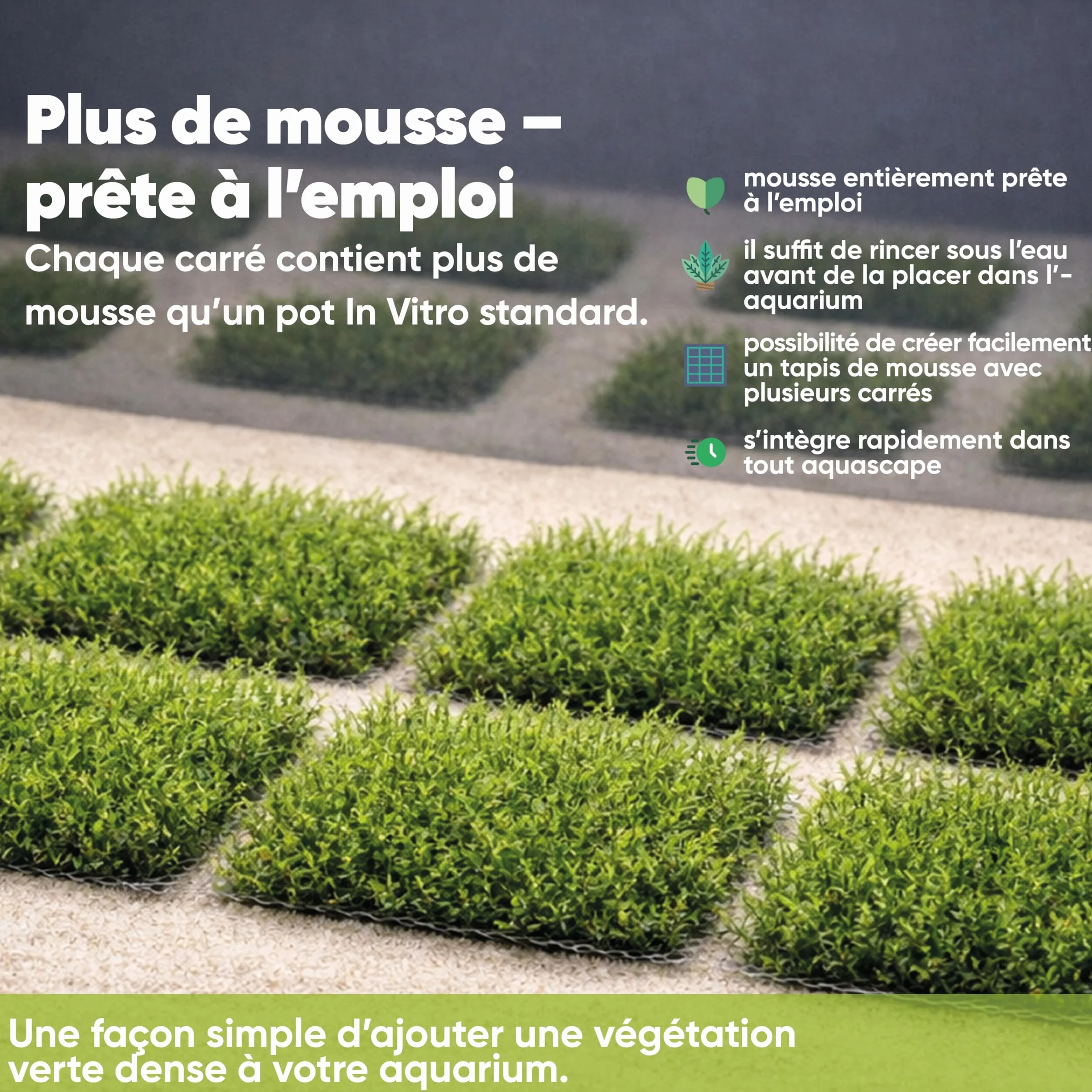 Mousse de Taiwan sur grille acier inoxydable 8×8 cm – Taxiphyllum sp. mousse d’aquarium vivante pour aquascaping