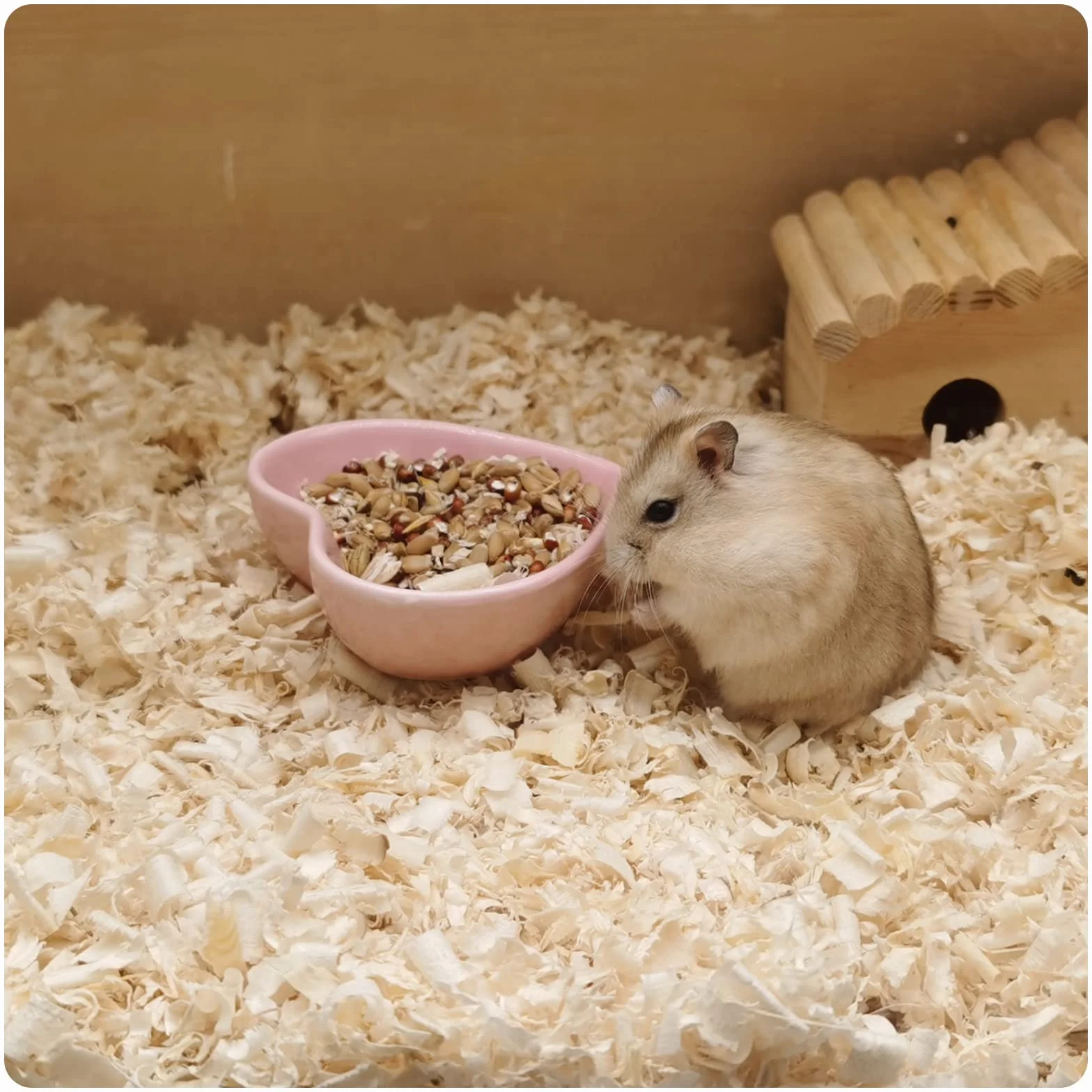 Bol céramique en forme de cœur pour hamster, cochon d'Inde, gerbille, hérisson, chinchilla, perroquet (rose)