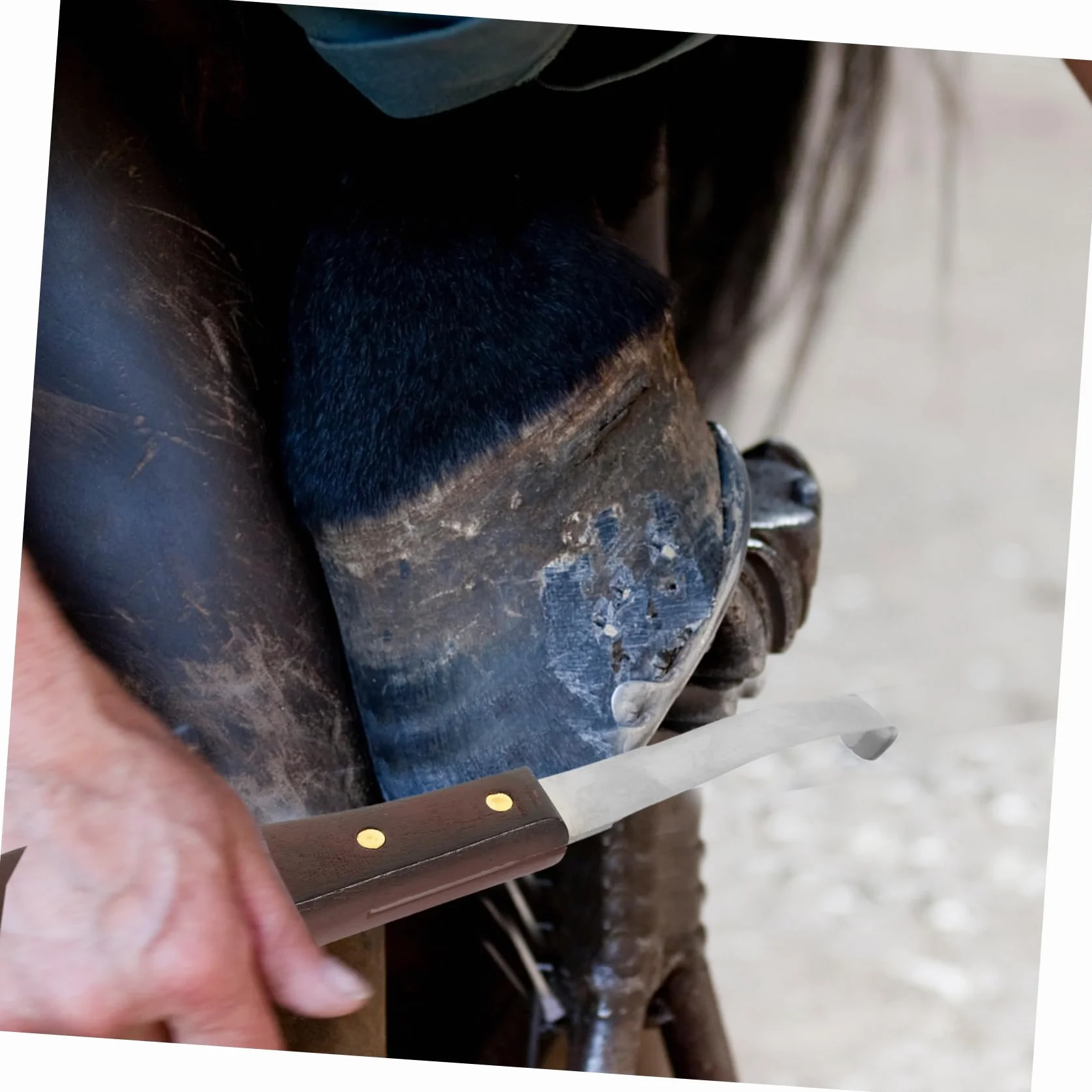 Kisangel Coupe-Sabots Résistant à l'usure, Outil Pratique Professionnel à Double Tranchant en Acier Inoxydable et Bois pour Droitier Soin des Sabots de Chevaux