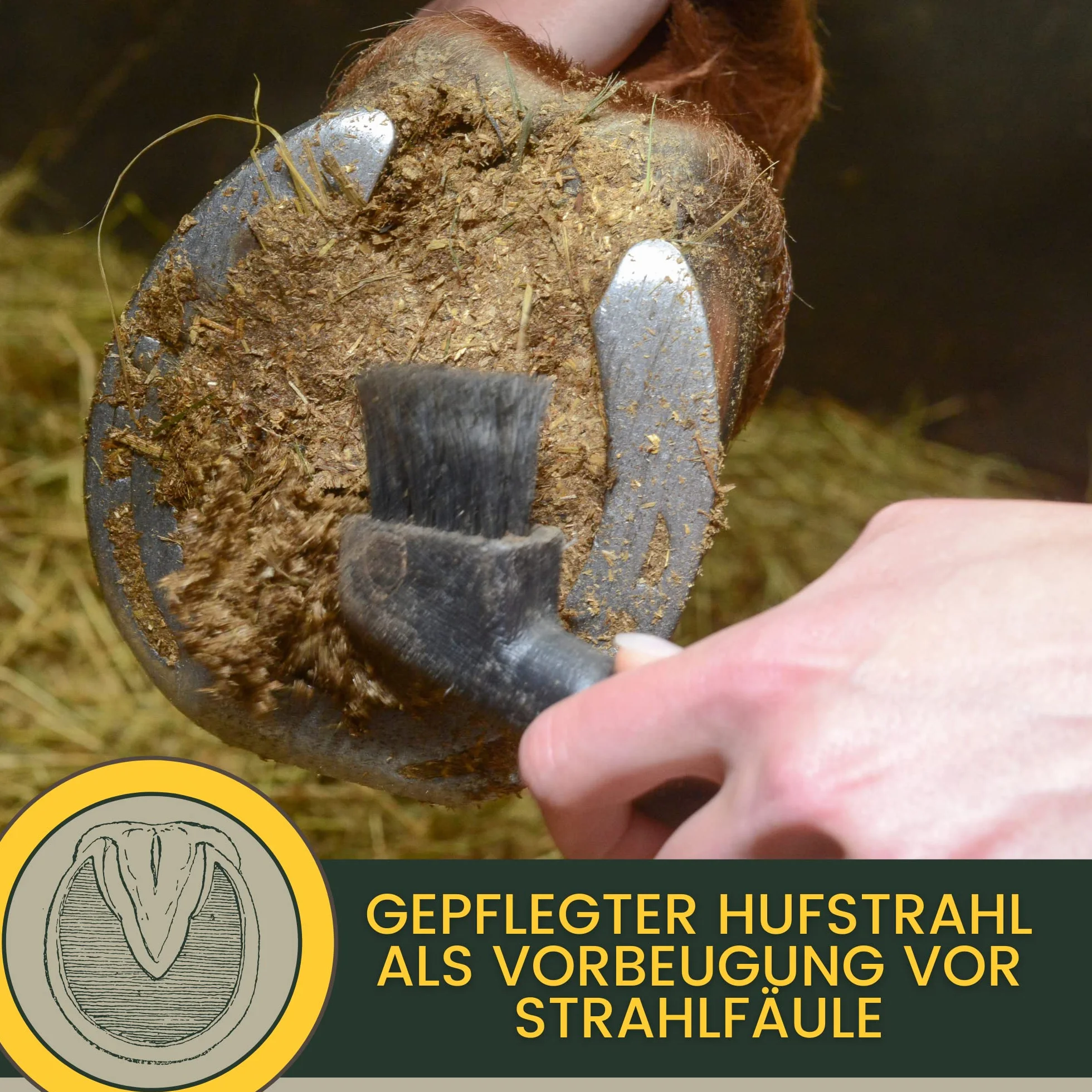 Soin de la fourchette pour chevaux I Protection de la fourchette Soin du sabot I Sabot, fourchette, semelle I Gel de fourchette I Prévention de la pourriture de la fourchette I contre l'humidité 100ml