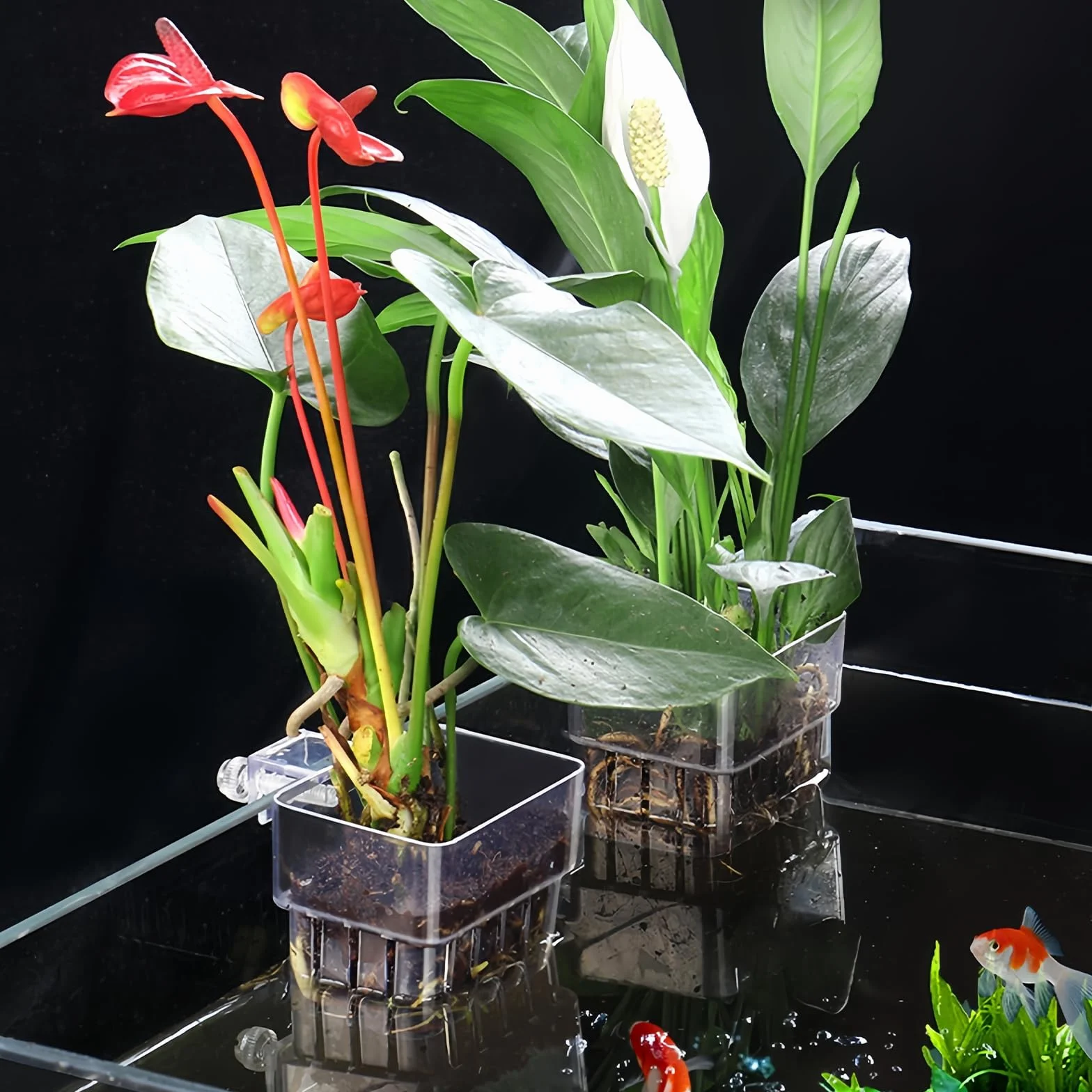 Lot de 6 supports de plantes d'aquarium transparents avec trous, paniers suspendus pour aquarium