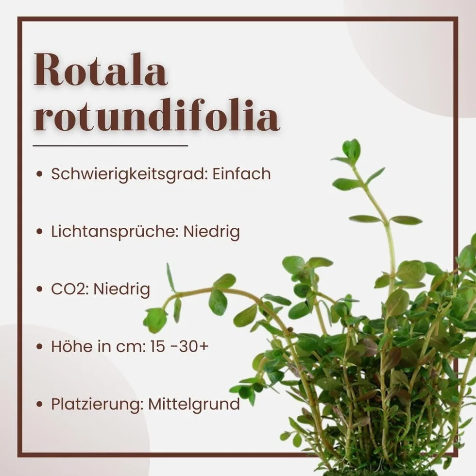 AquaOne Rotala rotundifolia Plante aquatique tige enracinée Décoration aquarium