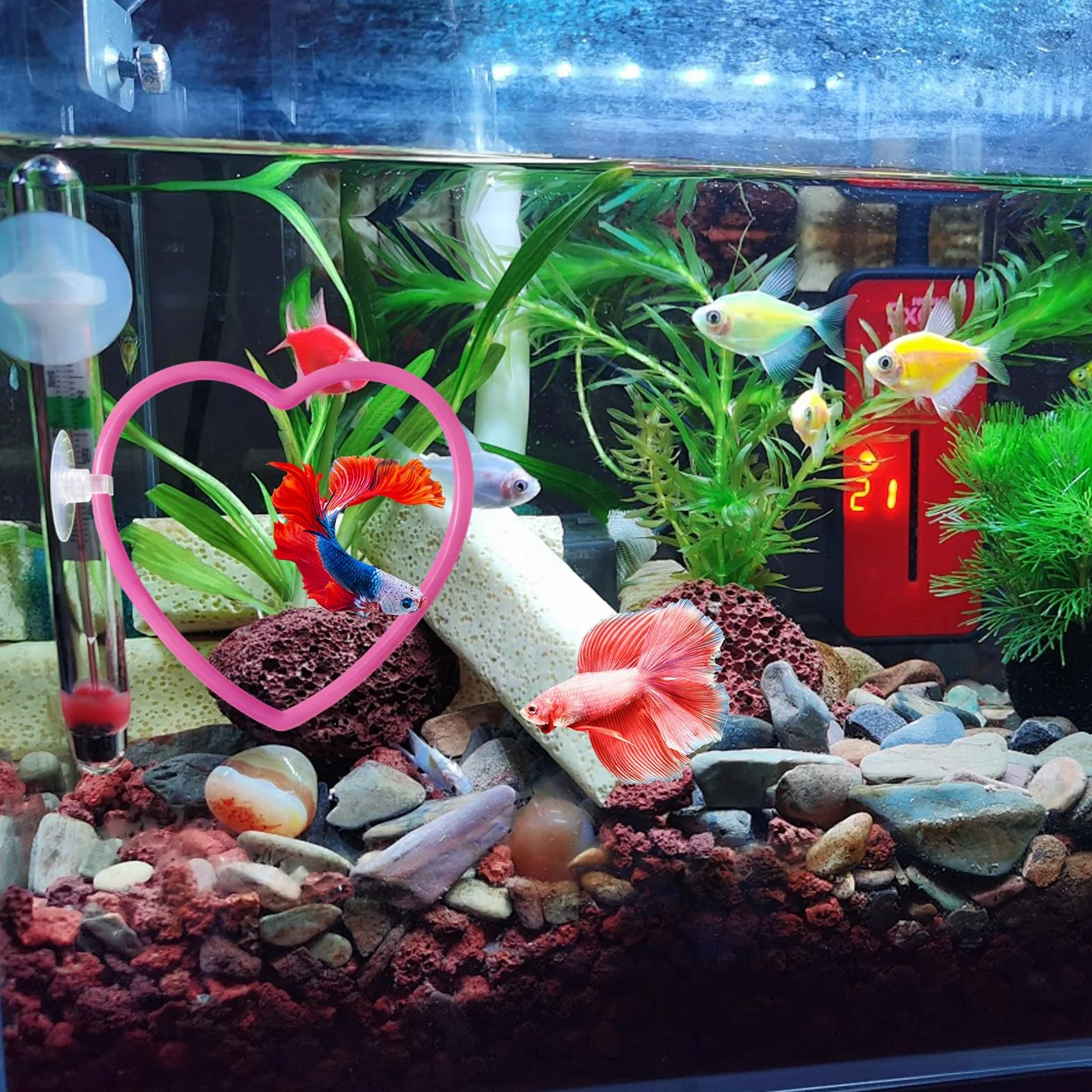 Aquarium Poissons Betta Accessoires Décoration Cœur Roses Résistant