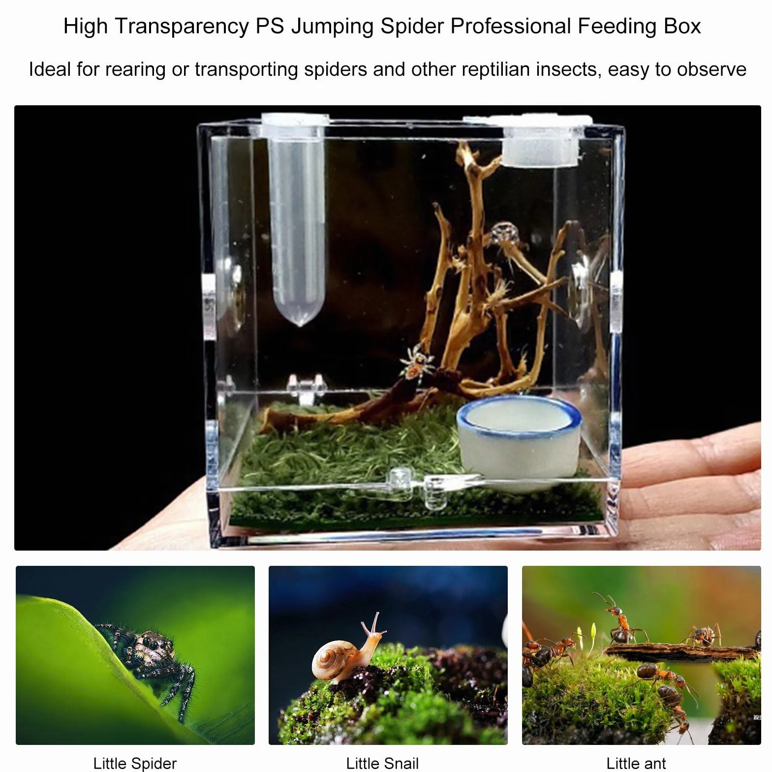 Terrarium acrylique pour araignée sauteuse avec motif d'alimentation, enclos pour reptile tarentule