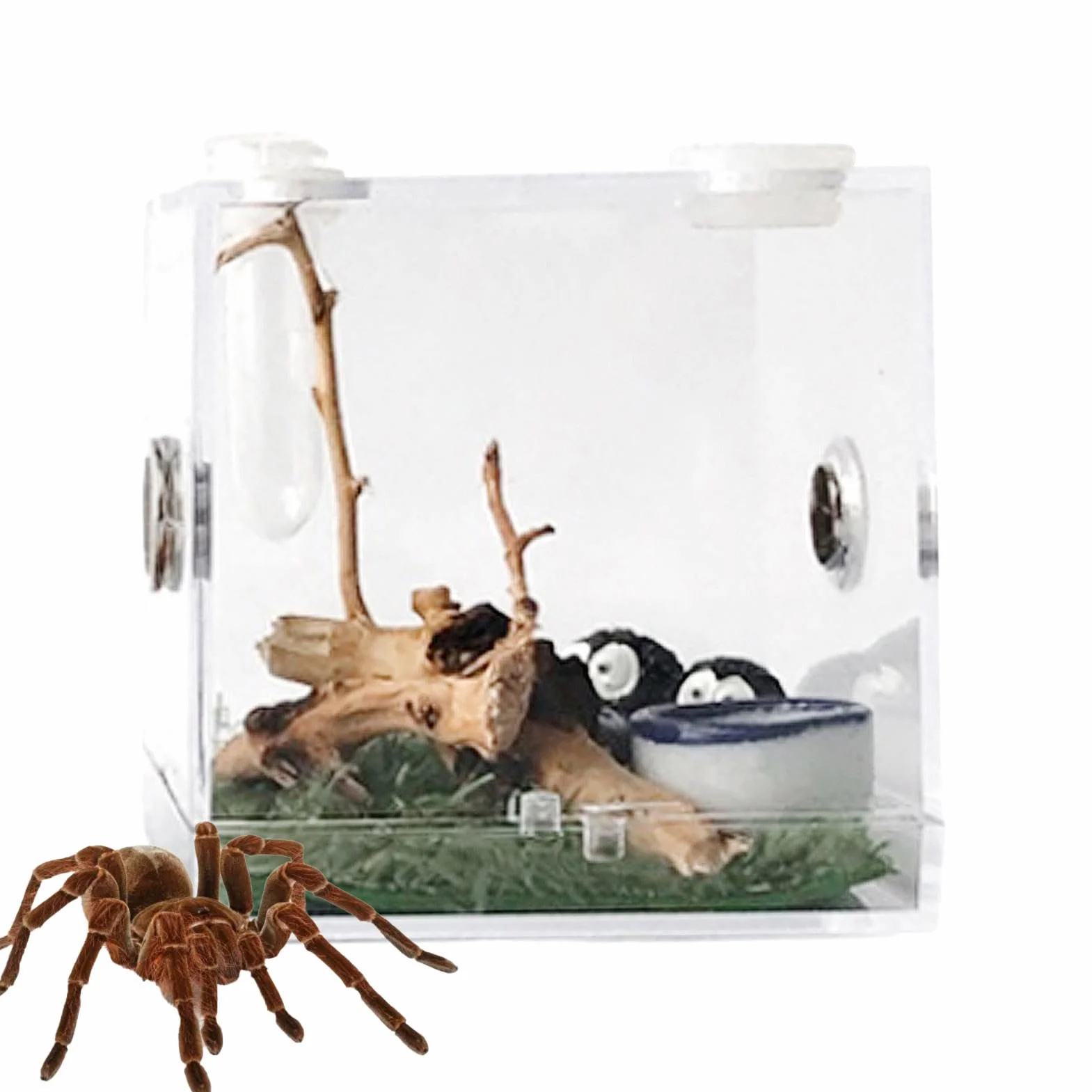 Terrarium acrylique pour araignée sauteuse avec motif d'alimentation, enclos pour reptile tarentule