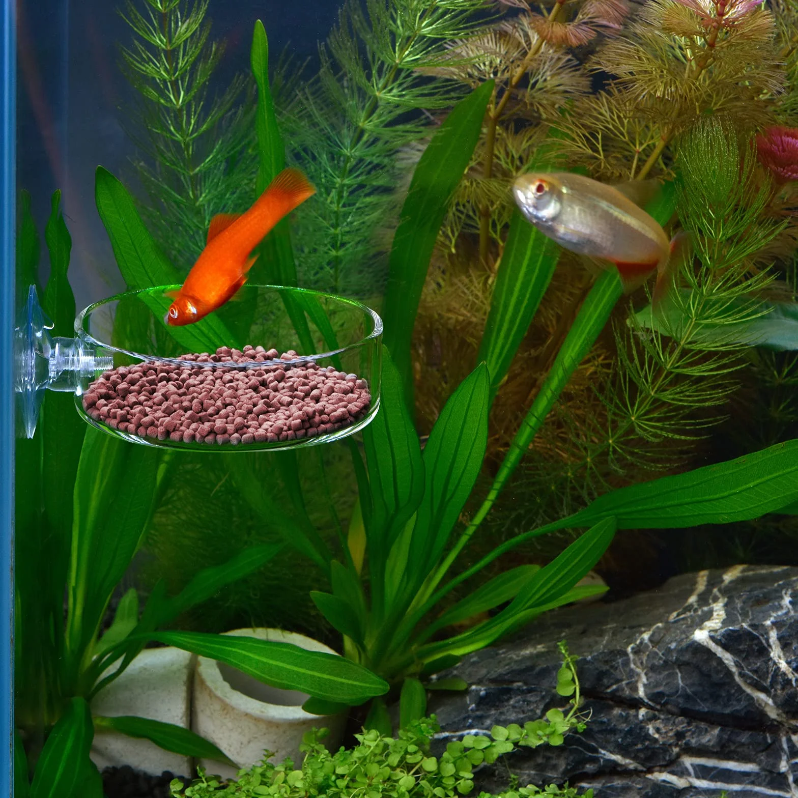 WEAVERBIRD Gamelle aquarium crevettes bol 60 mm