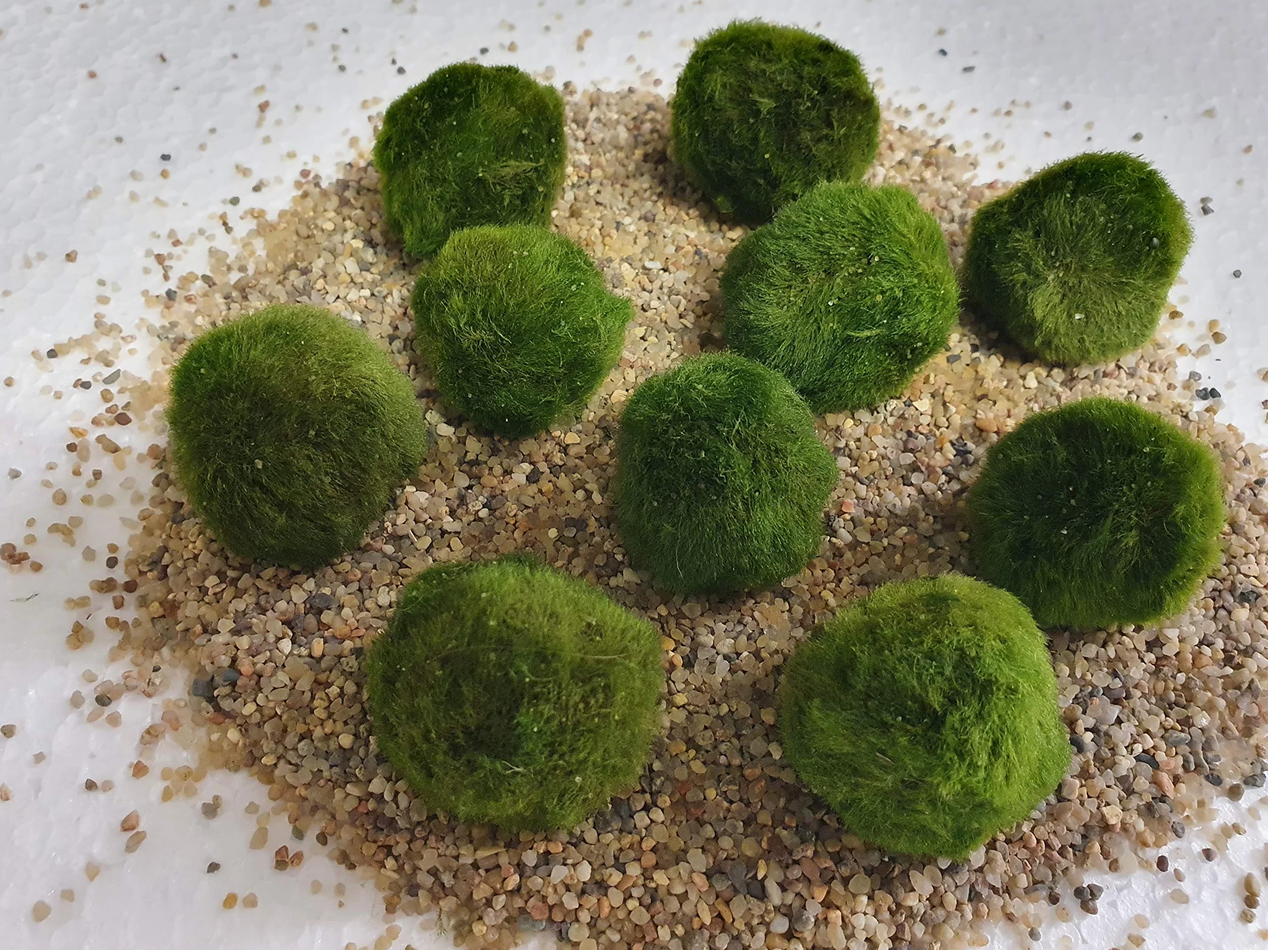 Aquatic Arts Marimo Mousse Boules 10 Pièces 3 cm Plantes Aquatiques