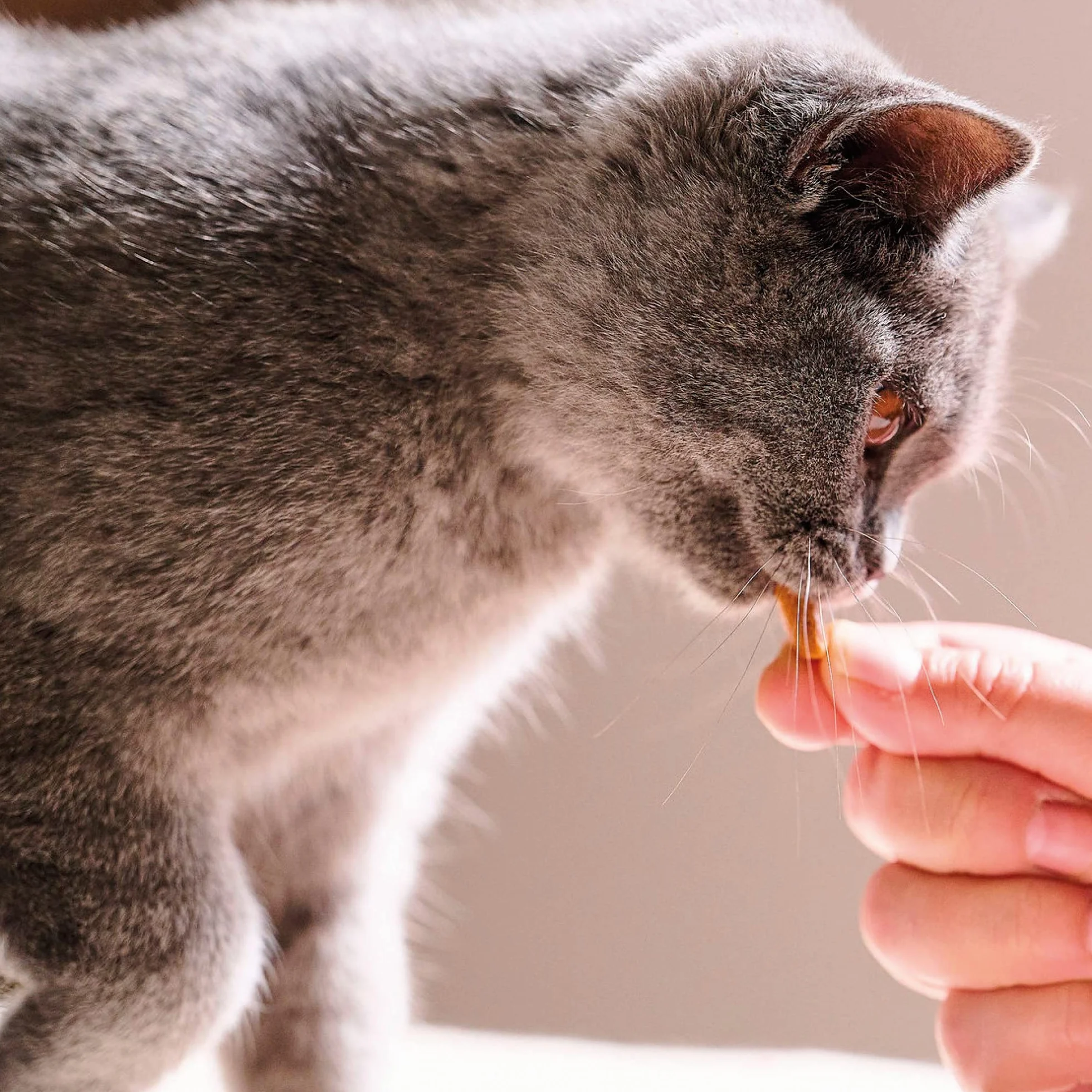 BEAPHAR Dents Saines friandises dentaires à la Chlorophylle pour Chat 35g