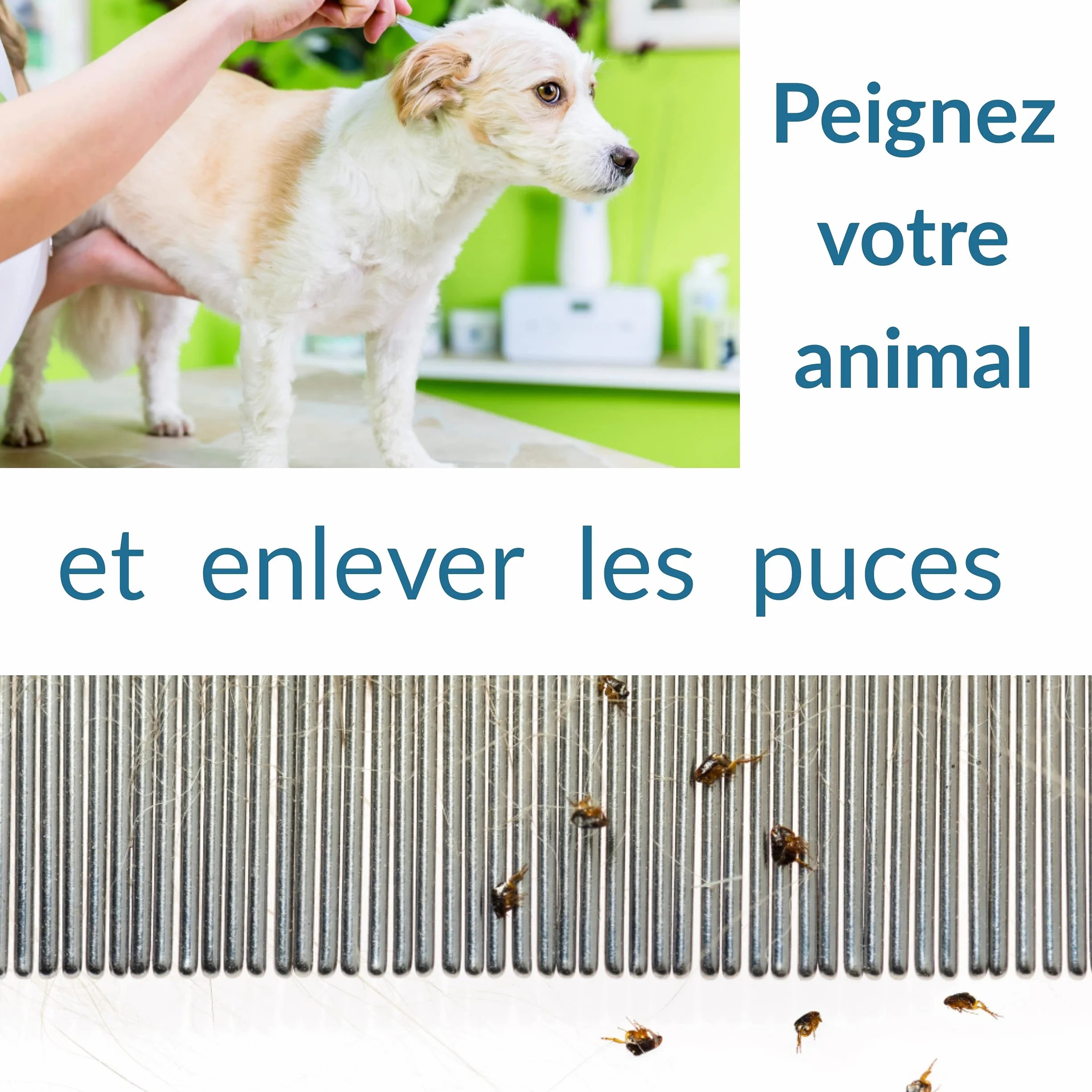 Peigne anti puces chien chat acier inoxydable outil toilettage brosse pointes arrondies anti blessure