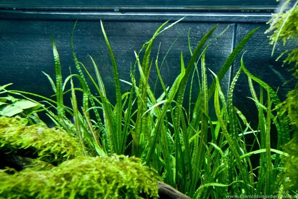 Cryptocoryne Balansae 1 bouquet Plante vivante aquarium