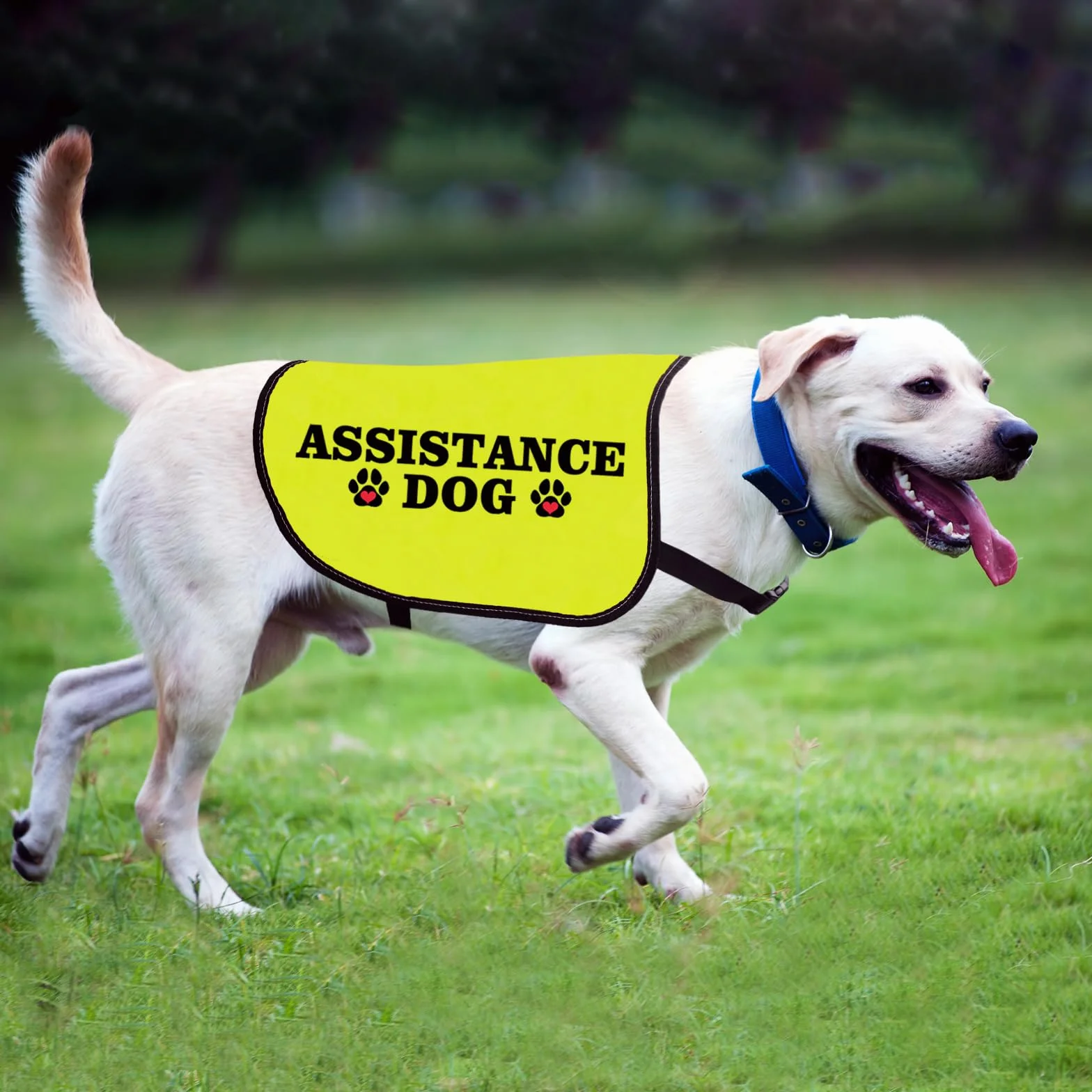 Veste chien d'assistance taille L avec slogan