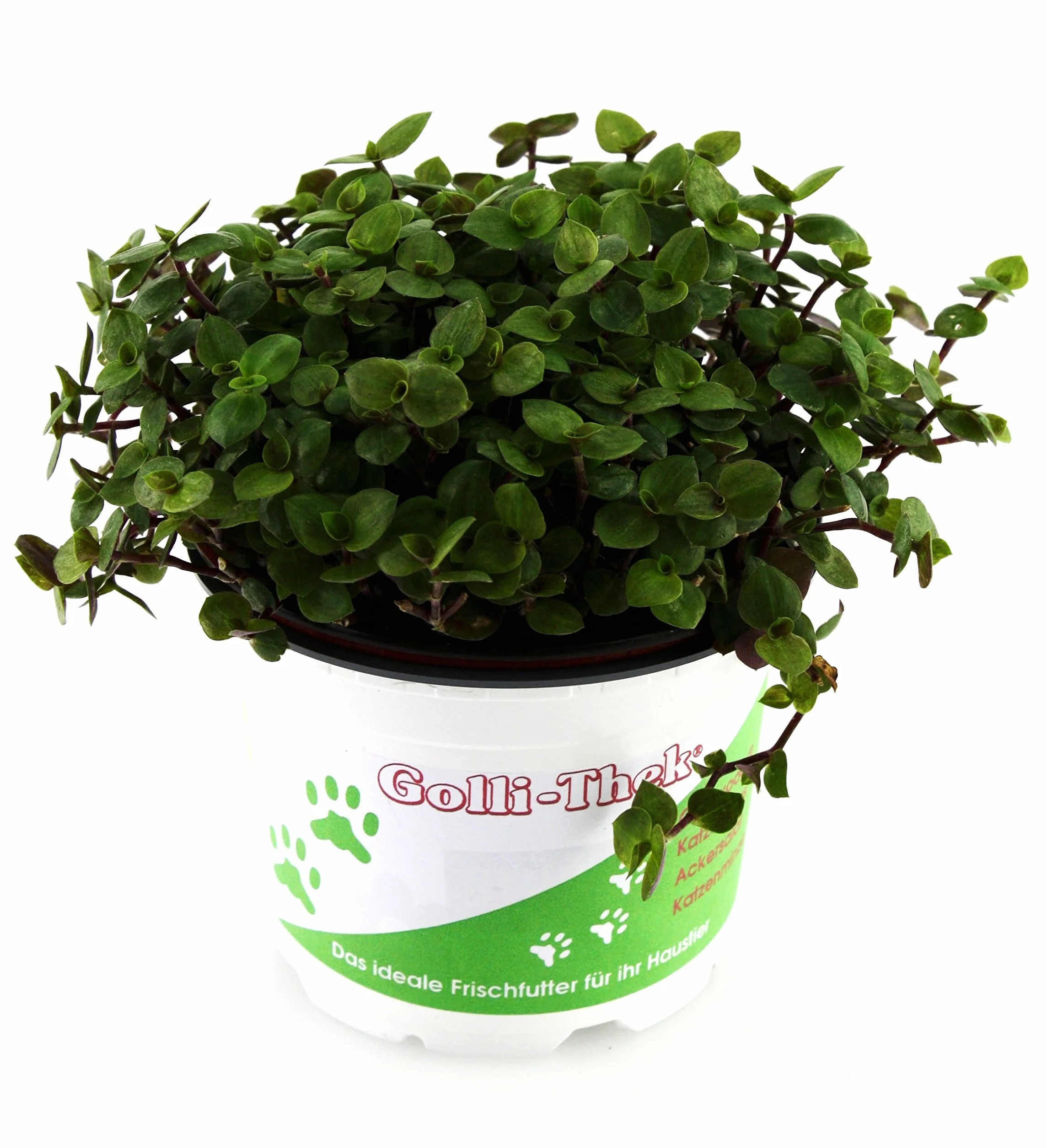 Plantes Set pour lézards/Tortues – 4 x golliwoog/2 x ACKER Salade – Fraîcheur Doublure plantes pour vos Tortues ou lézards comme par ex. Barbe agamidae