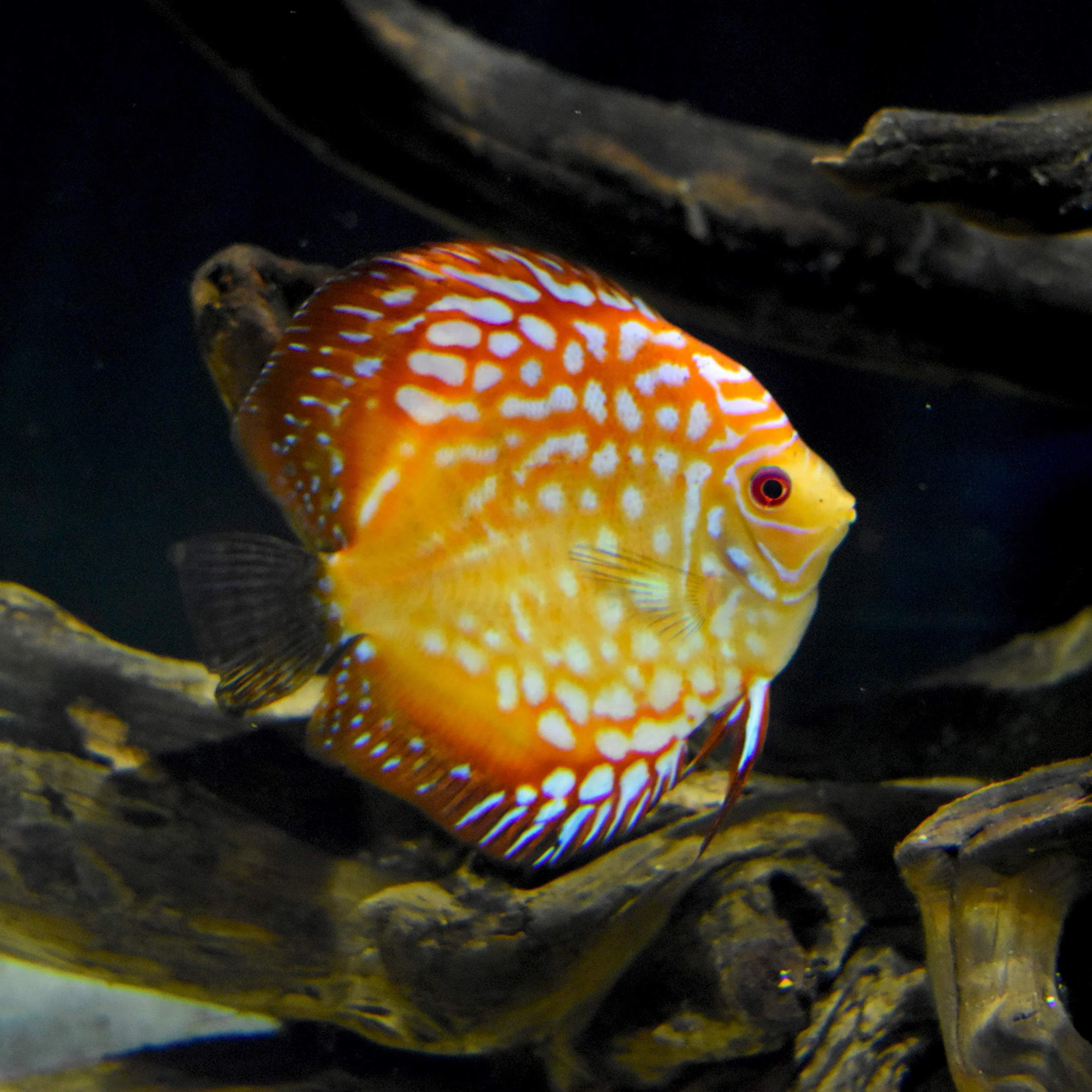 Seachem Discus Buffer 500 Gram