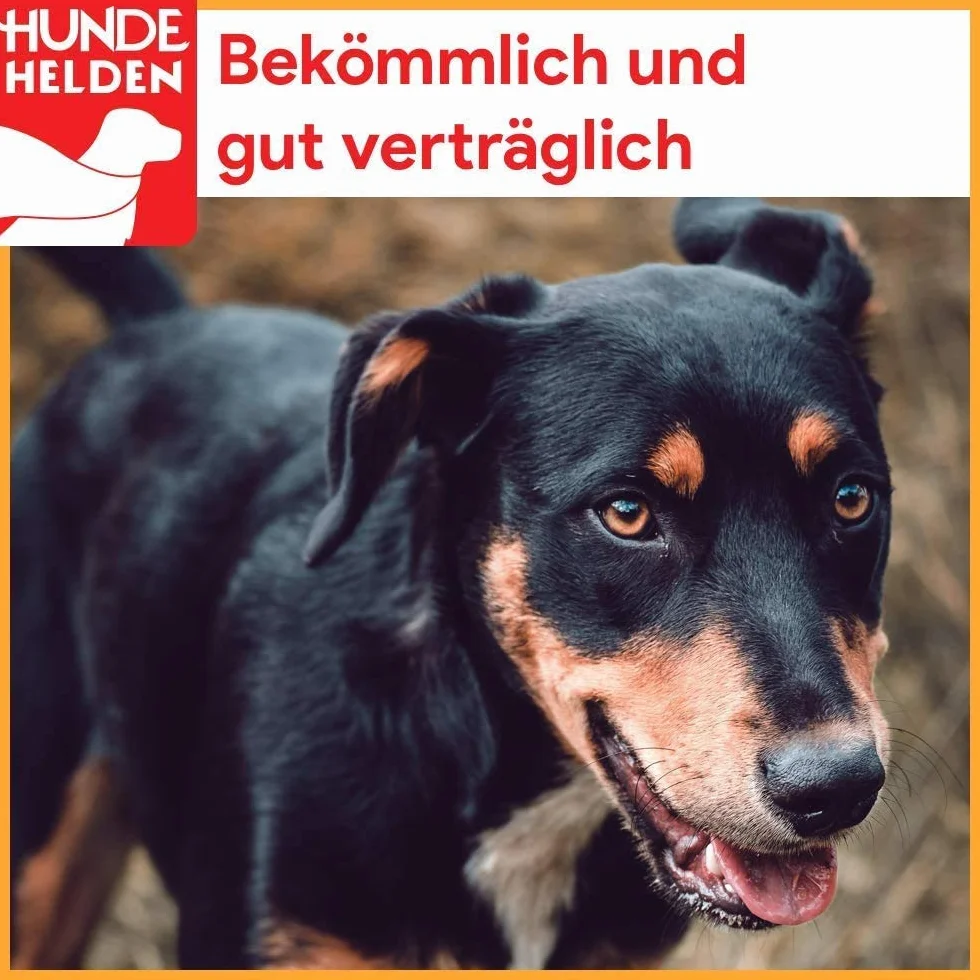 Sabots de bœuf Fabrication allemande Lot de 50 pour chiens