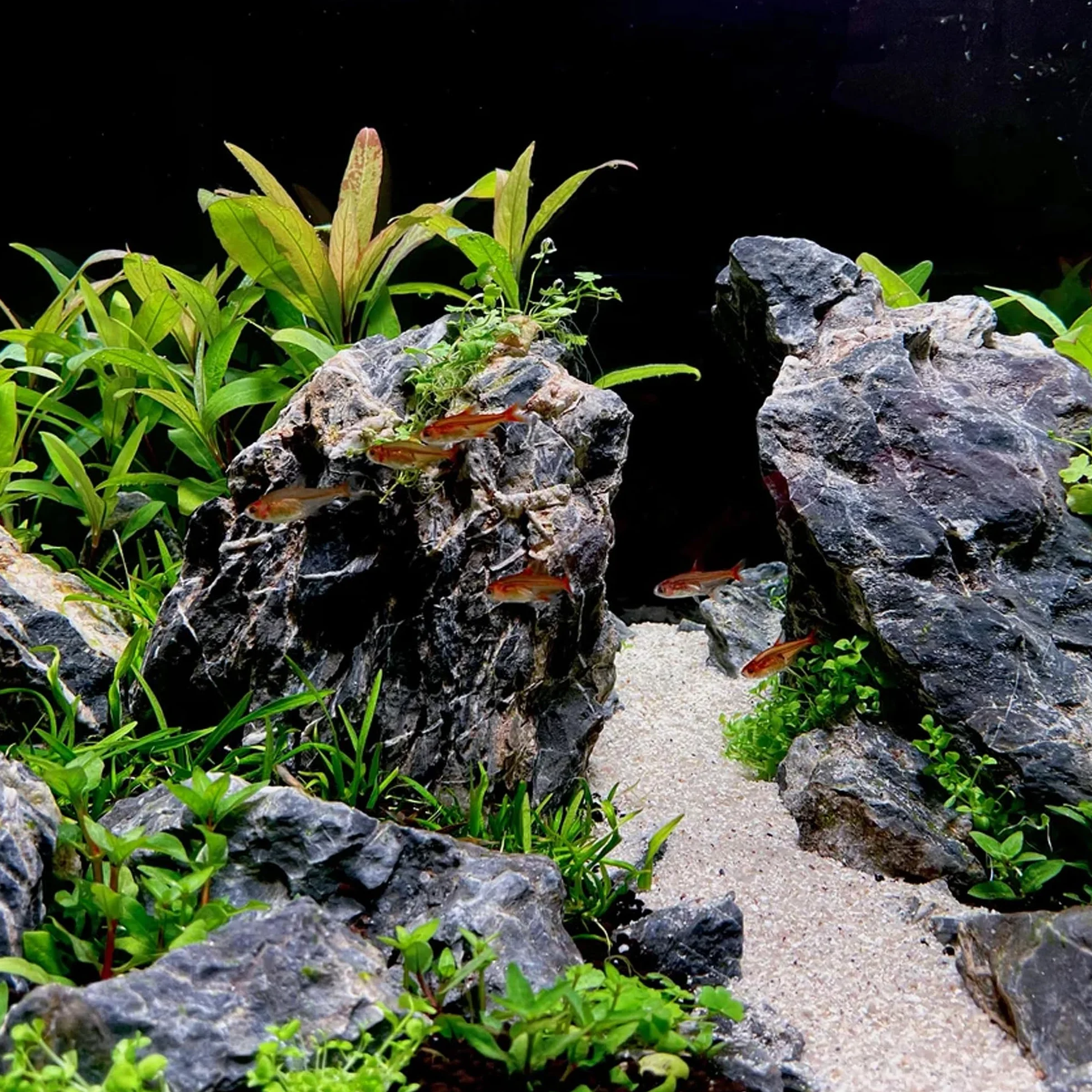 Roches Seiryu naturelles 15,2-20,3 cm pour aquarium aquascaping décoration