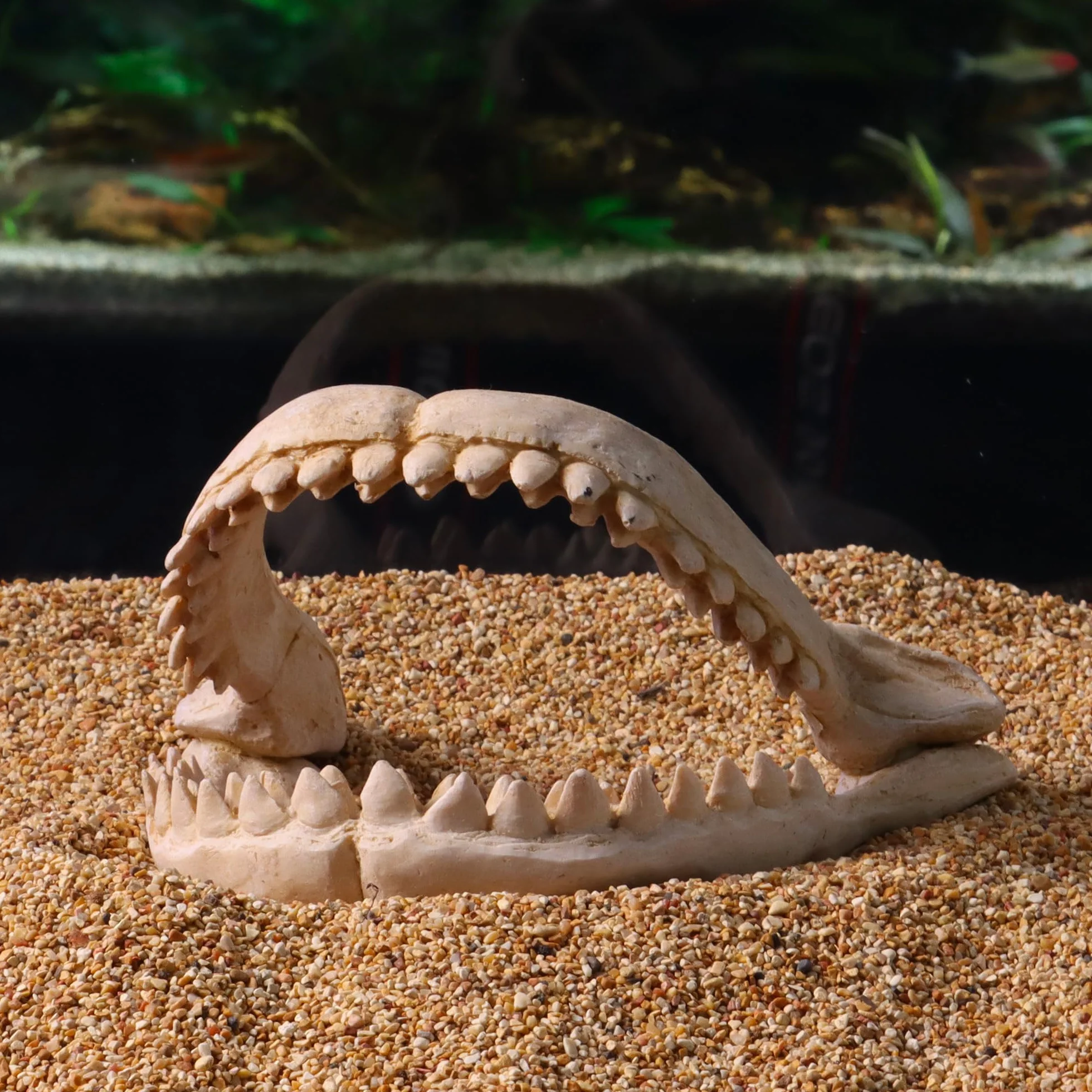 CROCI Dents de Requin Décoratif Aquariophilie Taille M