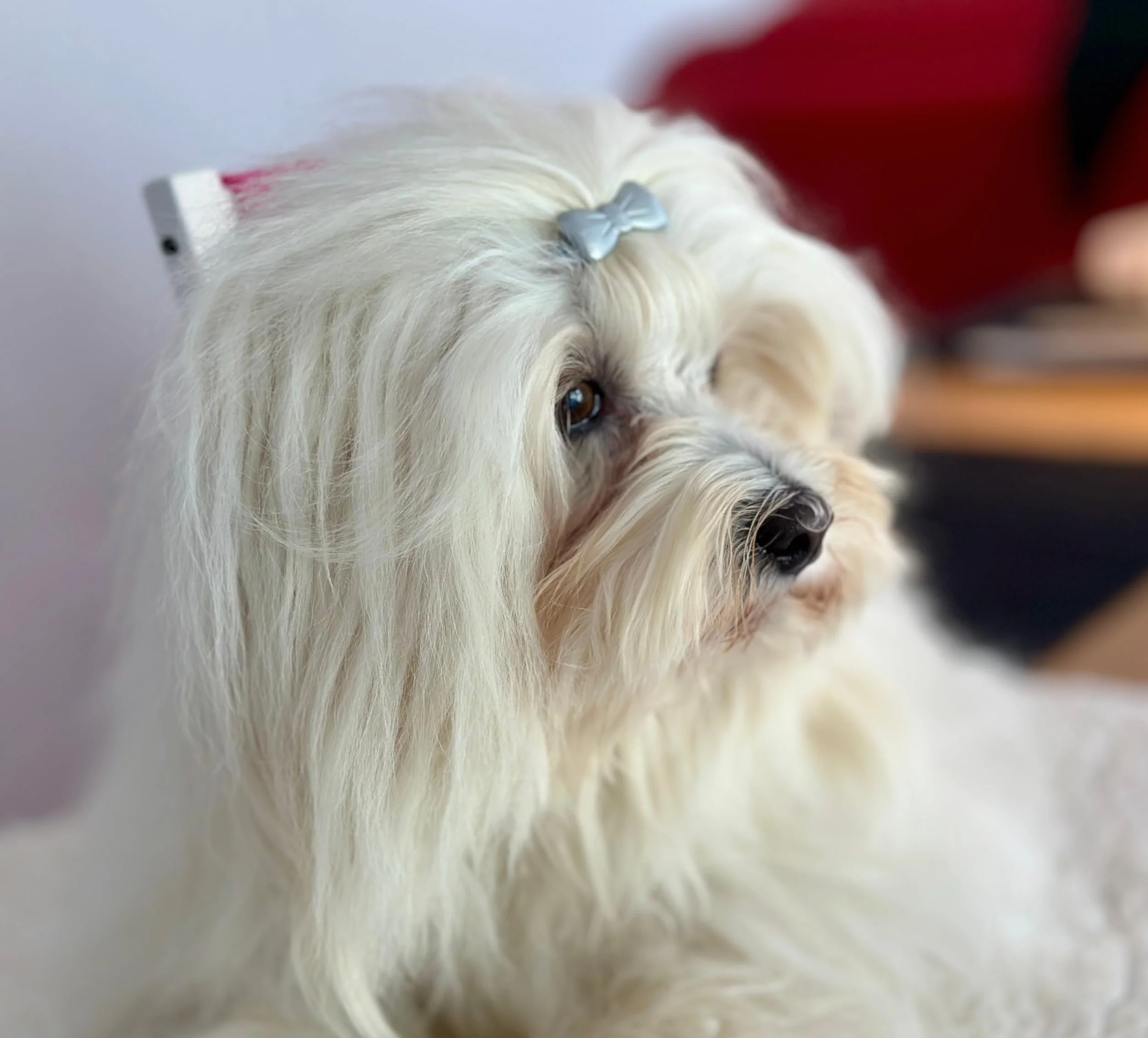Camtiac Lot de 6 mini pinces à cheveux pour chien Rouge
