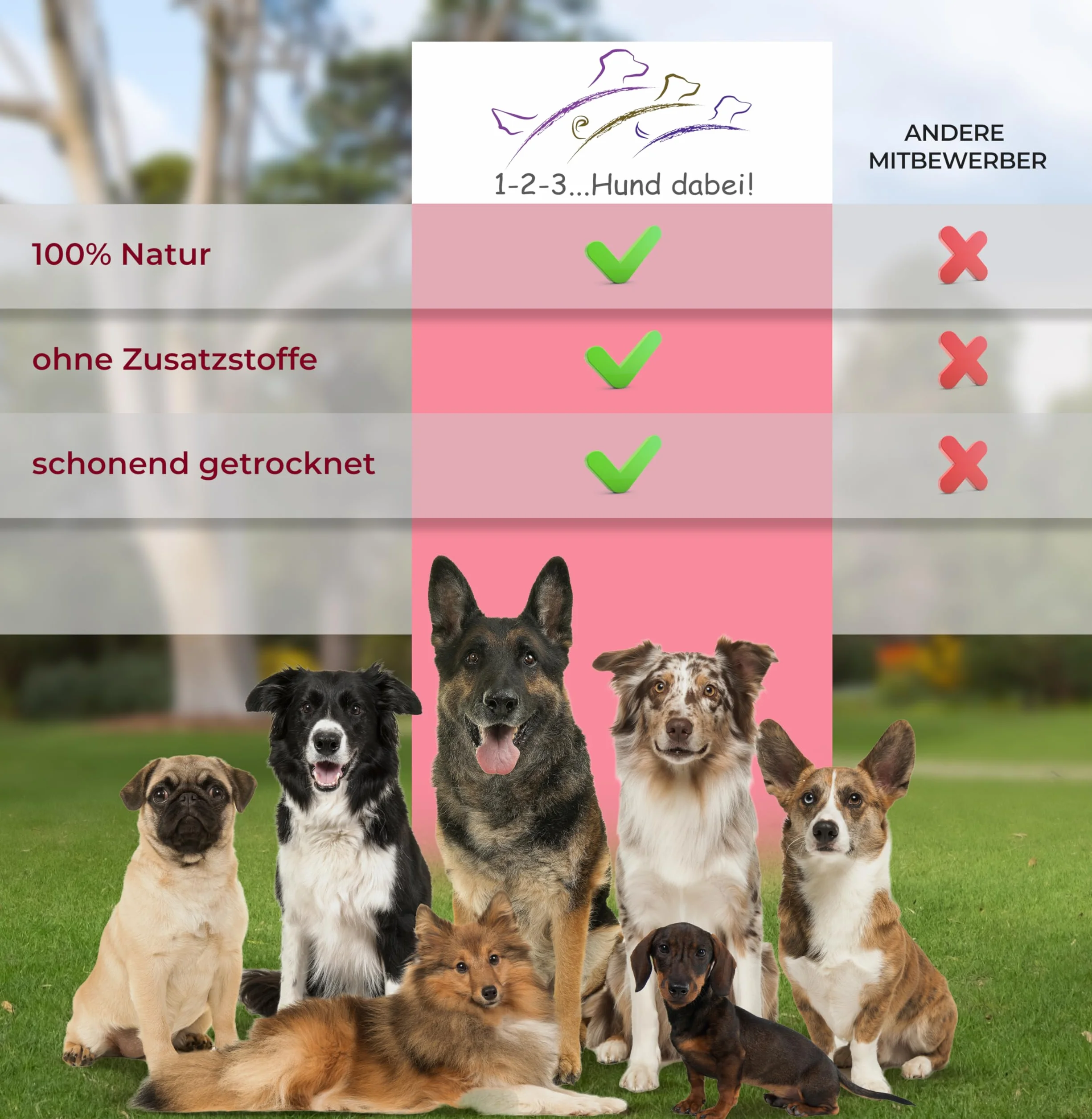 Oreilles de porc séchées naturelles pour chiens – 100 % pur plaisir de mastication, séchage à l'air libre, sans additifs – Friandise idéale pour le nettoyage des dents (100 pièces)