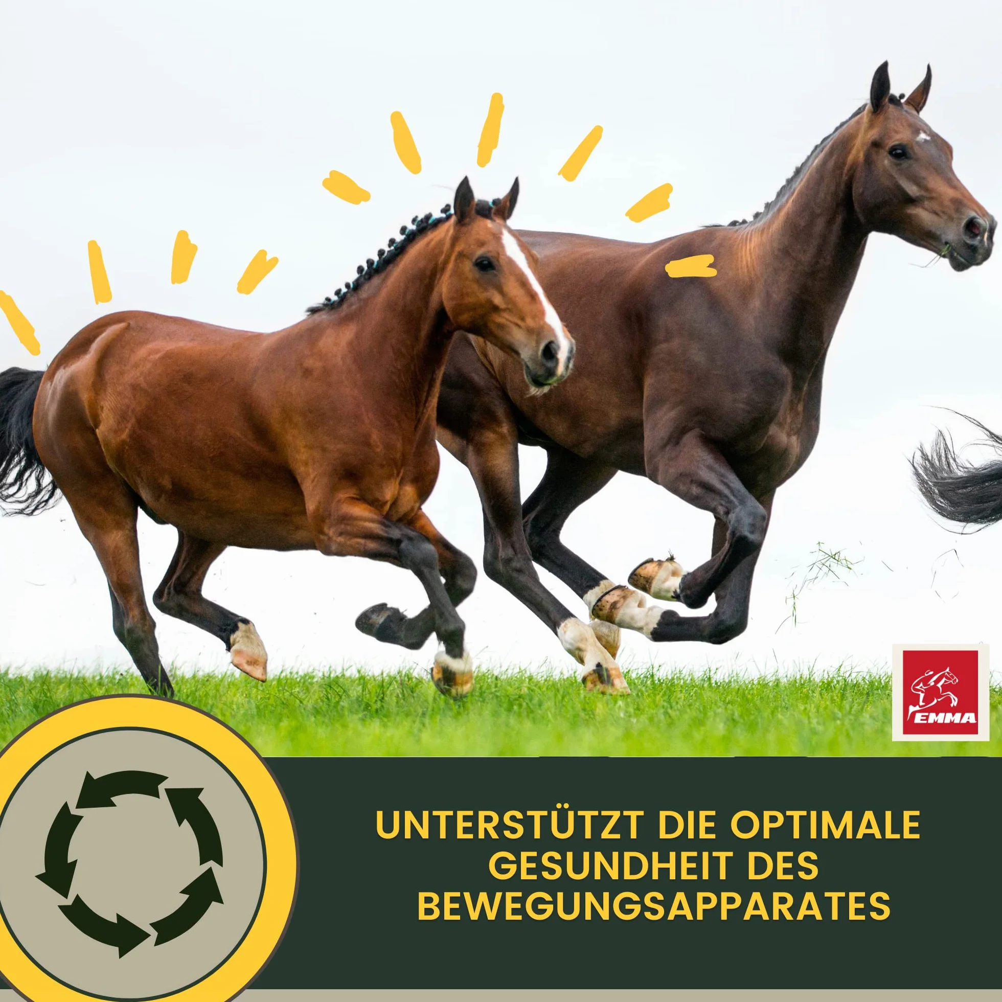 Cheval 1L Liquid Glucosamine & Chondroïtine Haute Dose avec MSM Complexe articulaire