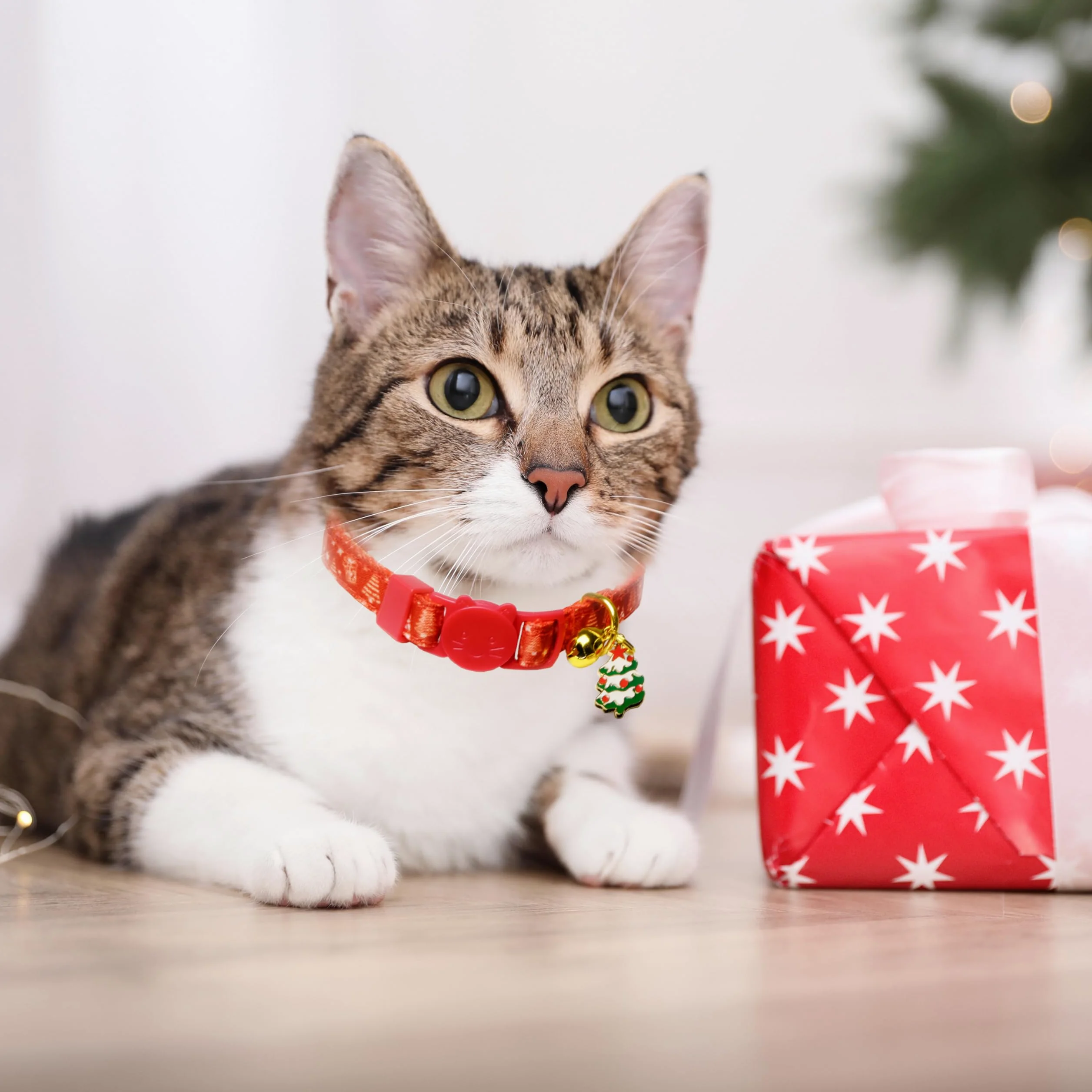 Lot de 2 colliers de Noël pour chat avec clochettes et breloques festives, boucle de sécurité, collier réglable pour chaton et chat adulte