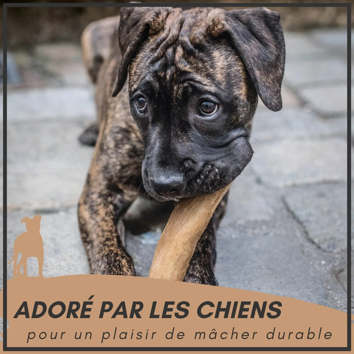 Supravit Os à Naturel en Bois de café pour Chiots XS Jouet à mâcher Durable