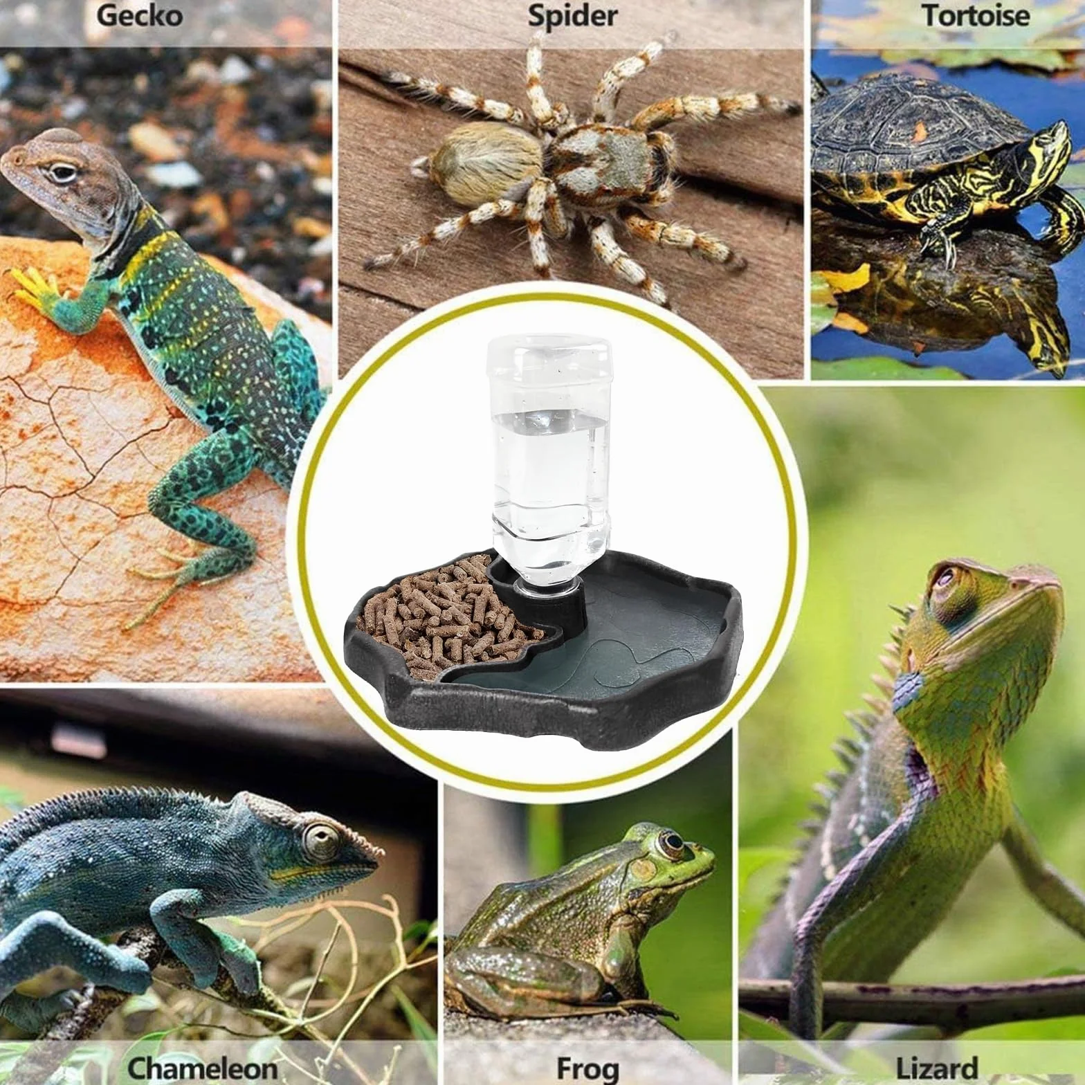 Mangeoire à Eau pour Reptiles, Bol d'Eau pour Tortues, Geckos, Serpents