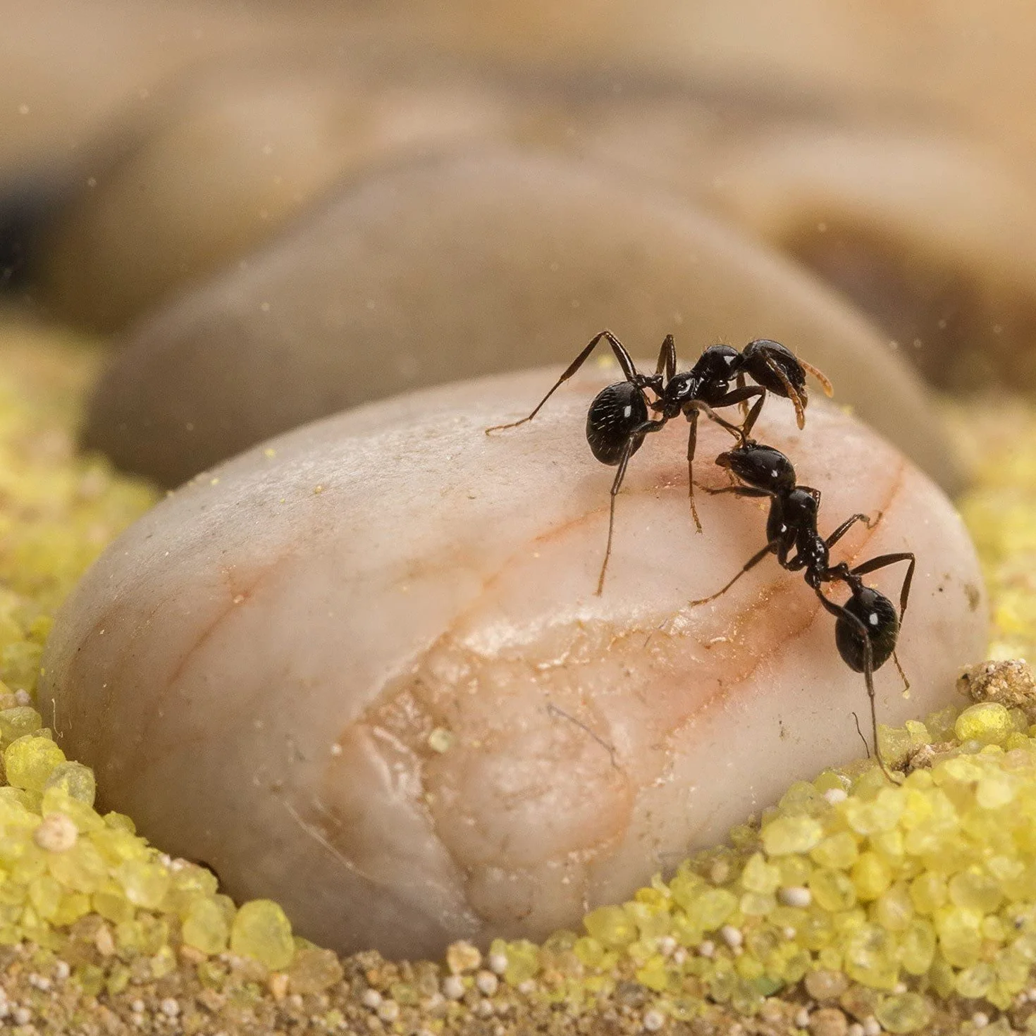 Fourmilière Naturelle en Sable Kit Basic avec Fourmis Incluses