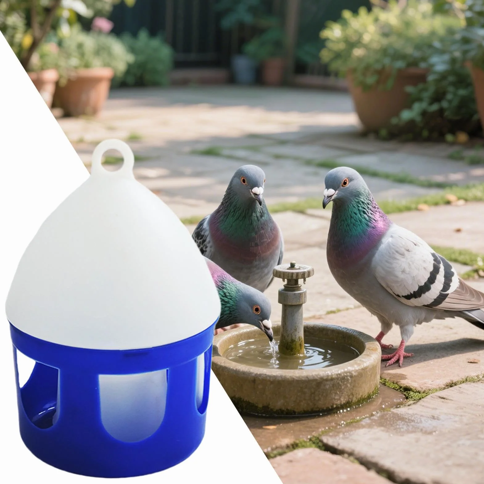 Abreuvoir pour Pigeons 2 litres Antifuite Amovible pour Oiseaux