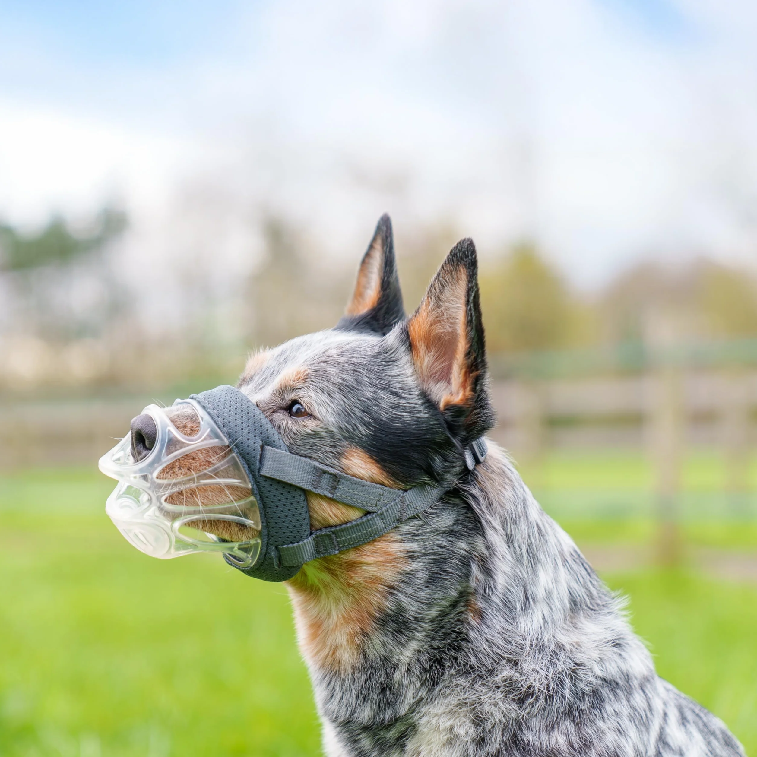 MUSELIÈRE BASKERVILLE INVISA, sûre, respectueuse du chien qui peut haleter et boire, réglable, matelassée, éducation des chiens moyens, anti-morsure, anti-fouille (Taille 4)