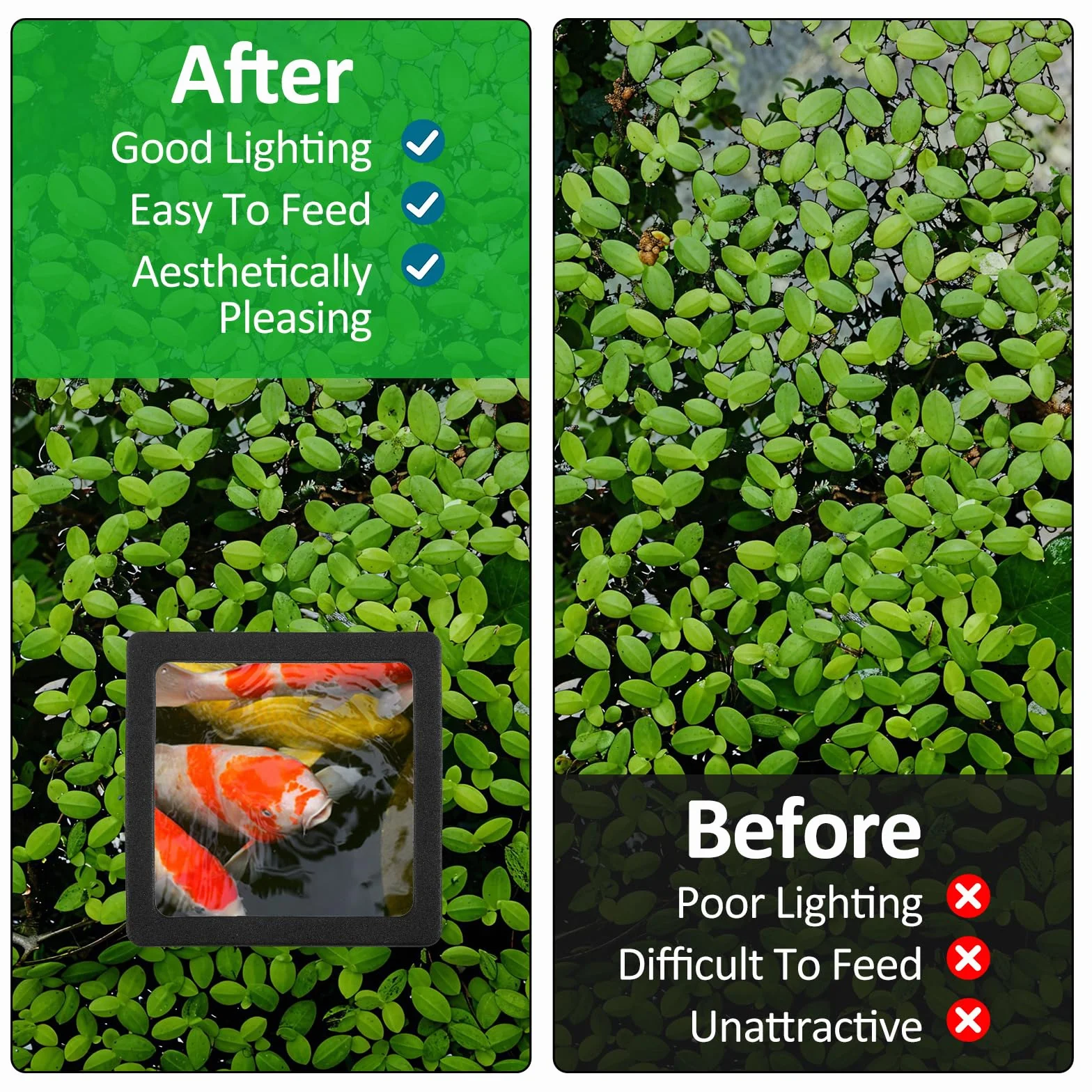 Betta Lot de 6 anneaux d'alimentation pour poissons Barrière flottante EVA pour aquarium Accessoires support plantes flottantes Mangeoire