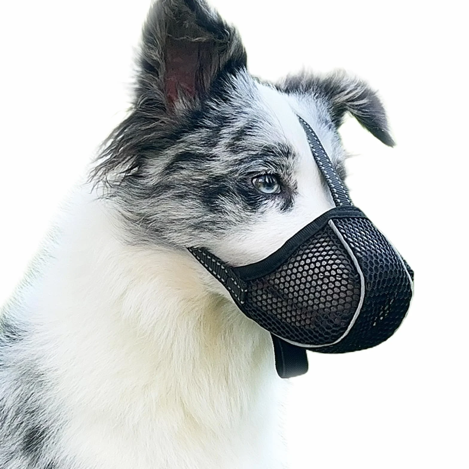 Muselière pour Chien Empêche de Mâcher/Manger/Mordre - Couvre Muselière Respirante, Réfléchissante et Ajustable - Anti Morsure (Noir-L)