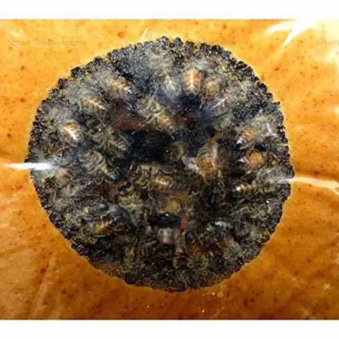 PROTEICO Nourriture pour Apiculture 1 kg
