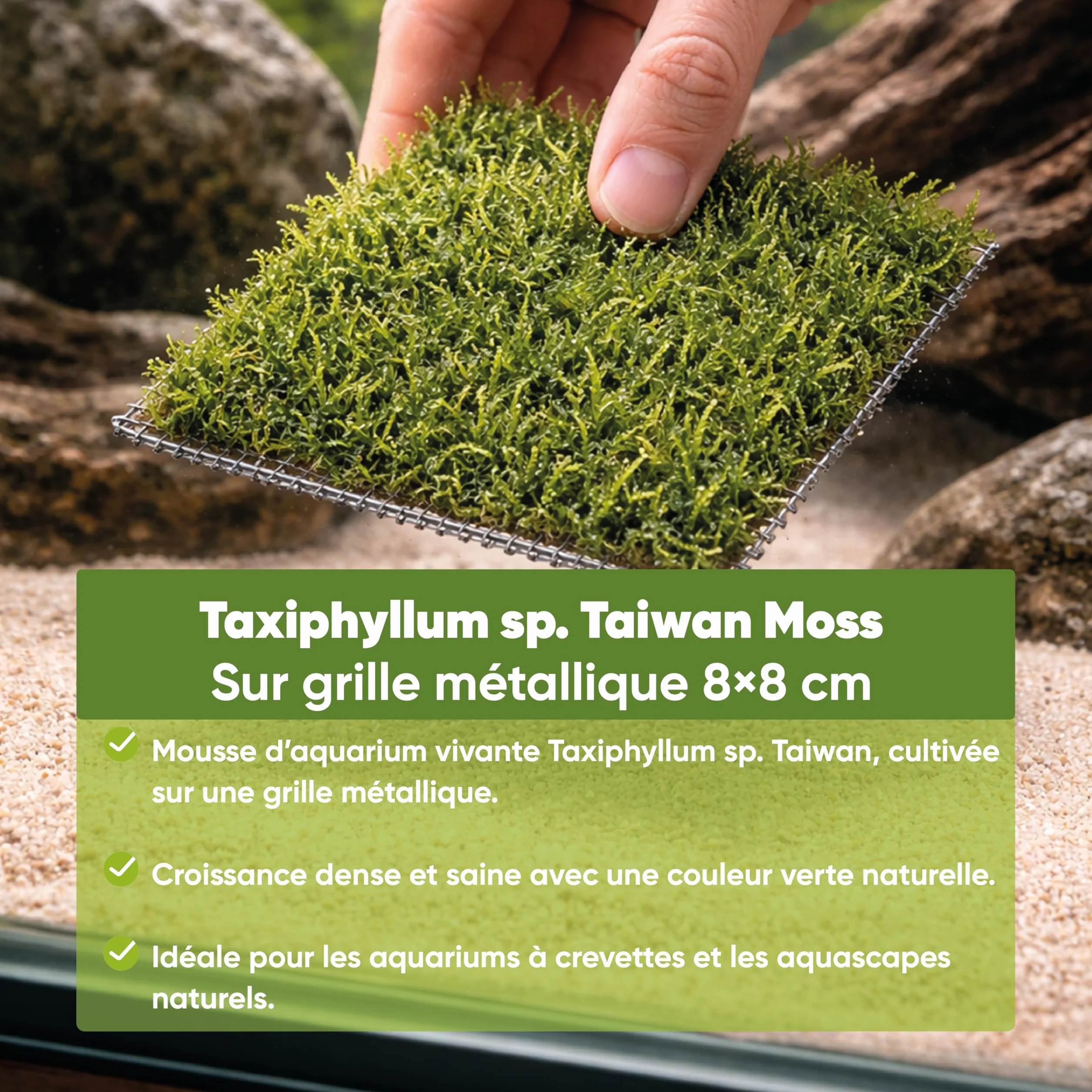 Mousse de Taiwan sur grille acier inoxydable 8×8 cm – Taxiphyllum sp. mousse d’aquarium vivante pour aquascaping