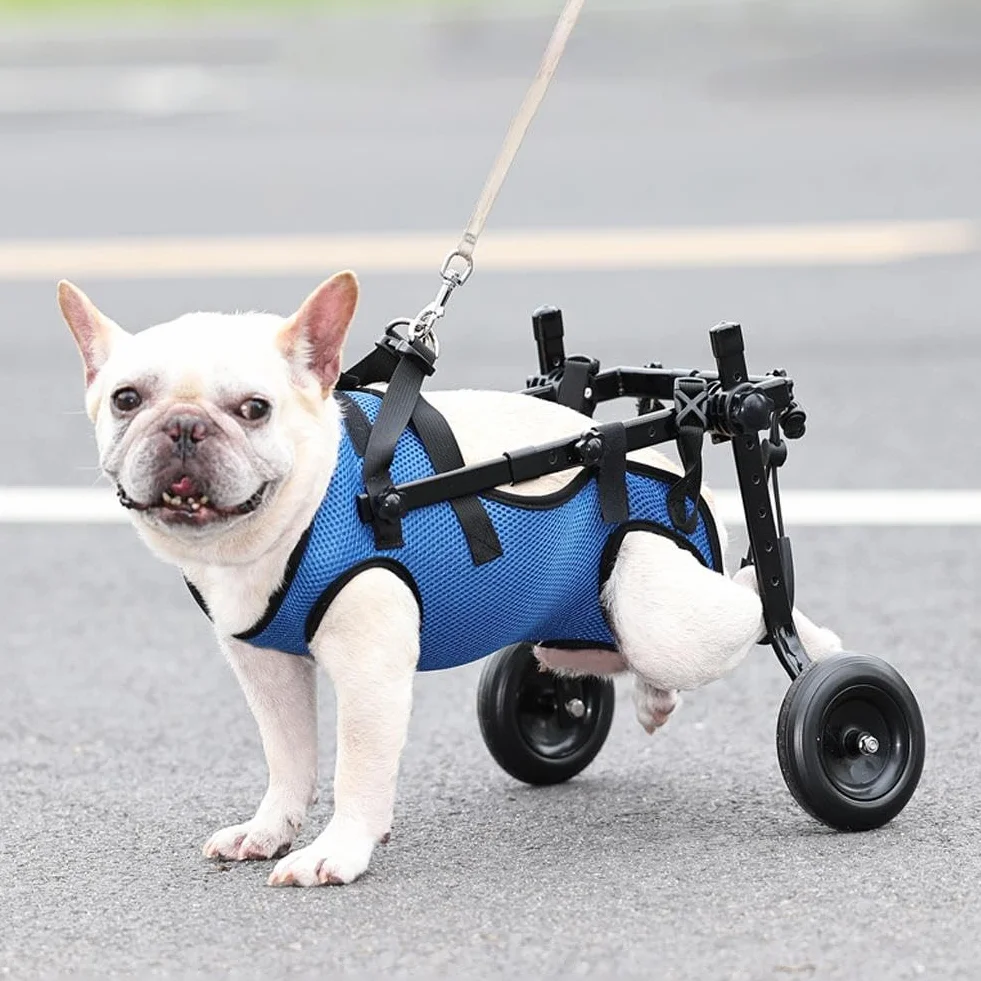 Chariot réglable pour chien handicapé aide mobilité membres postérieurs rééducation